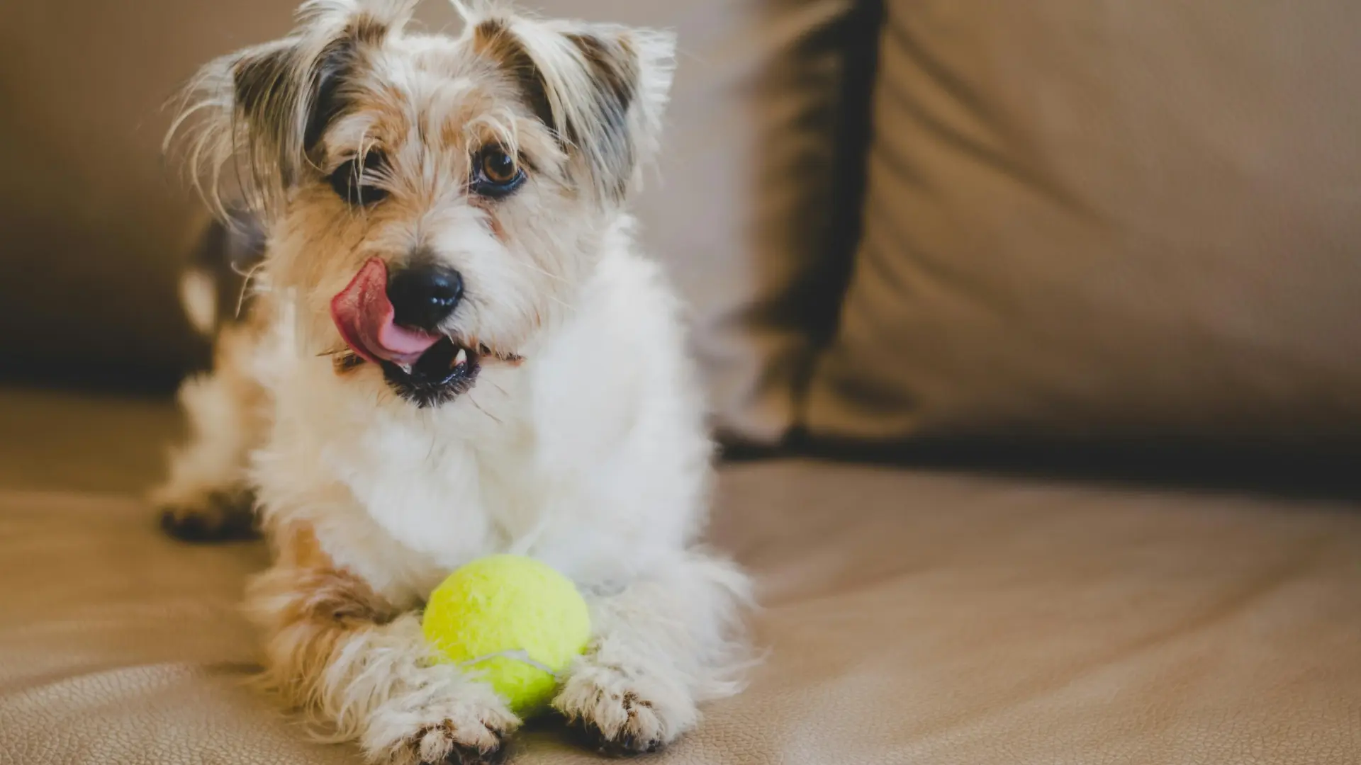 Enriquecimiento canino puertas adentro: ideas para disfrutar con los perros en días lluviosos