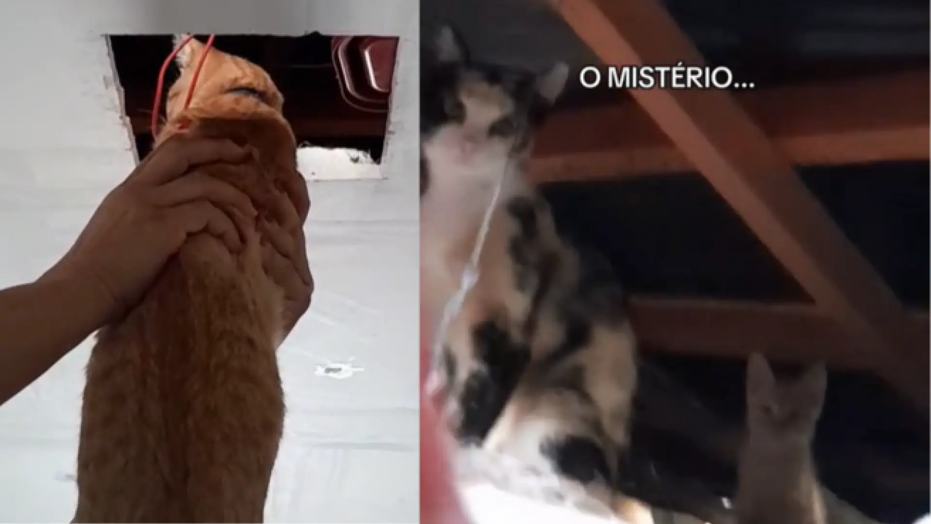 Escuchan ruidos extraños en el techo y descubren que su gato llevaba una doble vida: "Nos lo estaba escondiendo"