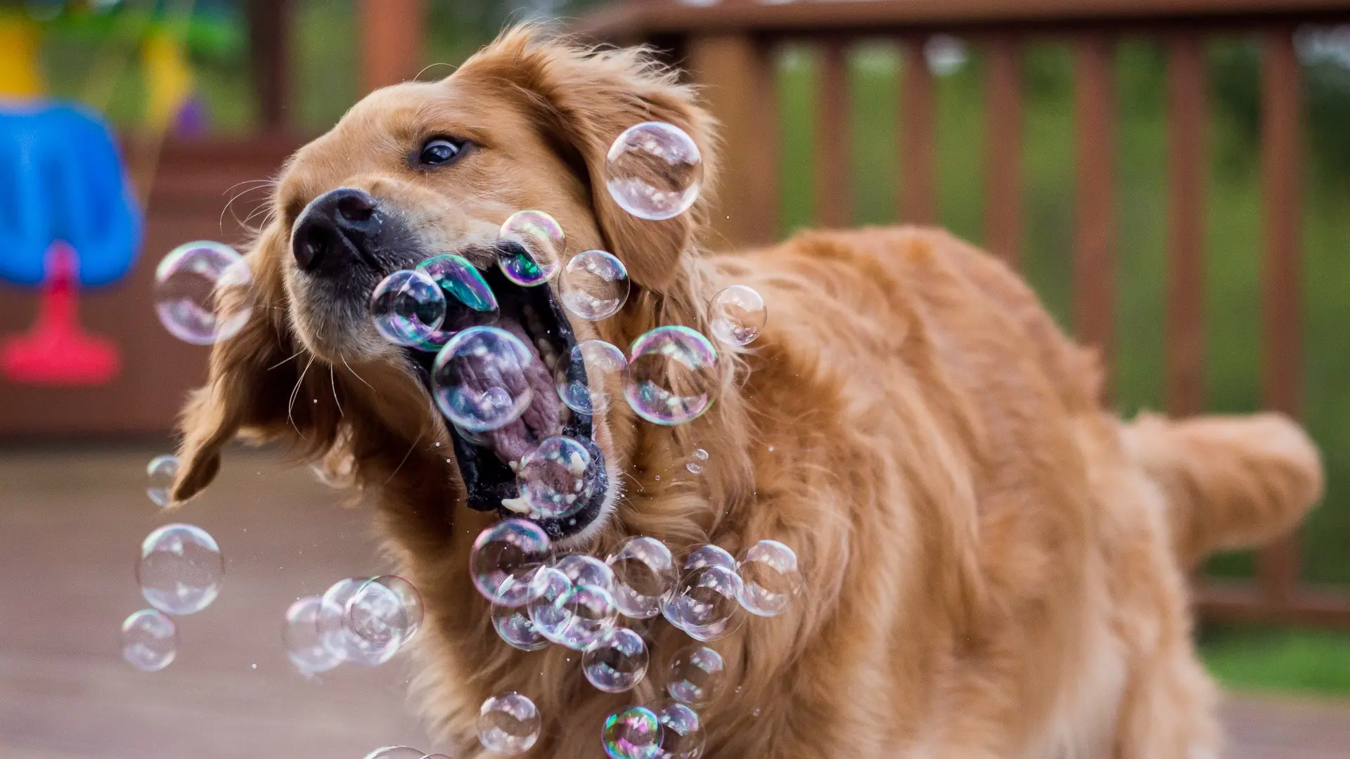 Los perros de la comedia: la ciencia investiga si los perros quieren hacernos reír