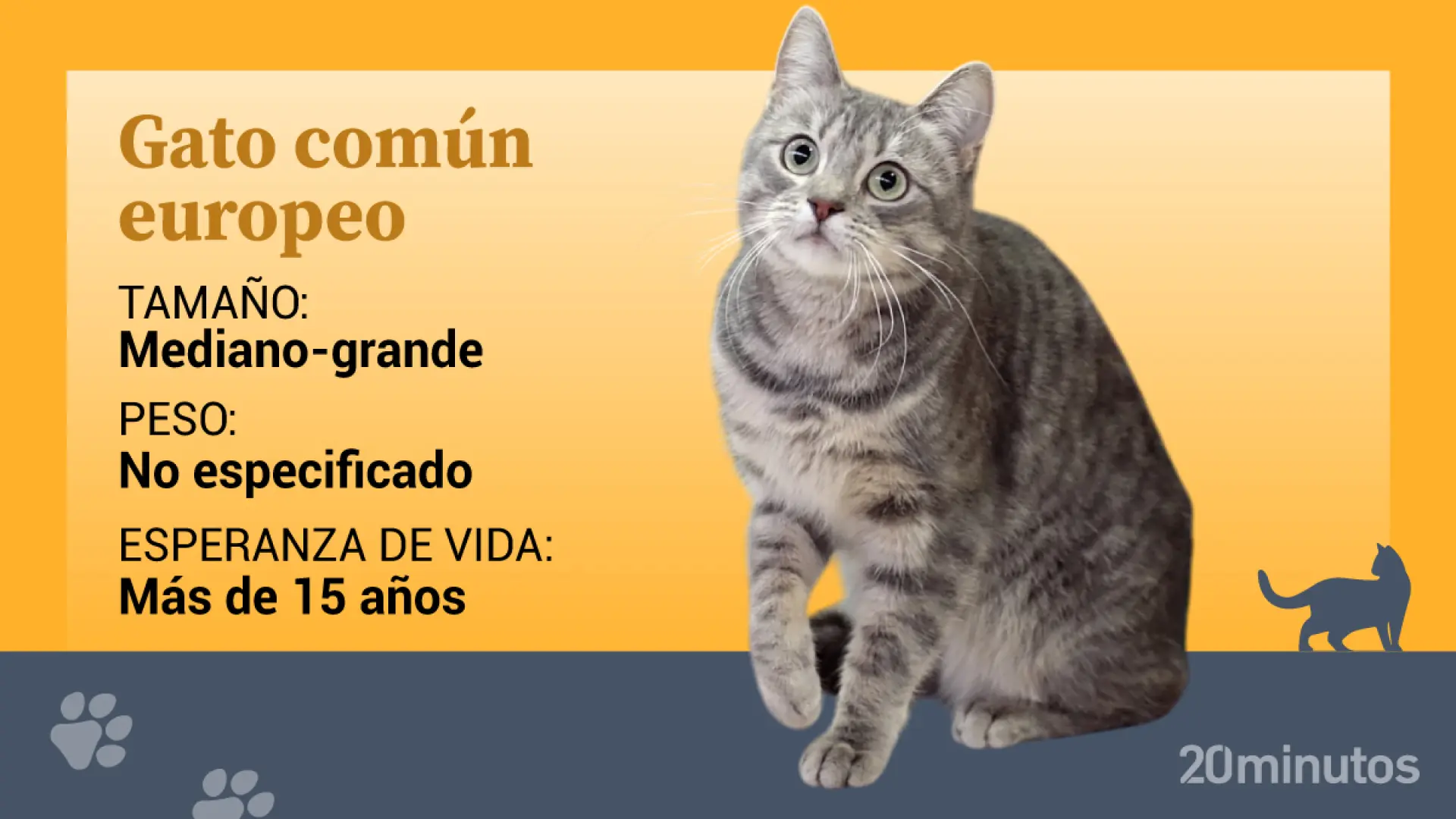 Así es el auténtico gato común europeo: una de las razas más escasas del mundo