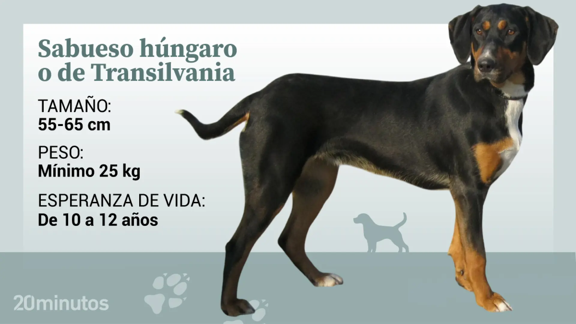 El sabueso de Transilvania, un perro de origen húngaro que es historia y resistencia