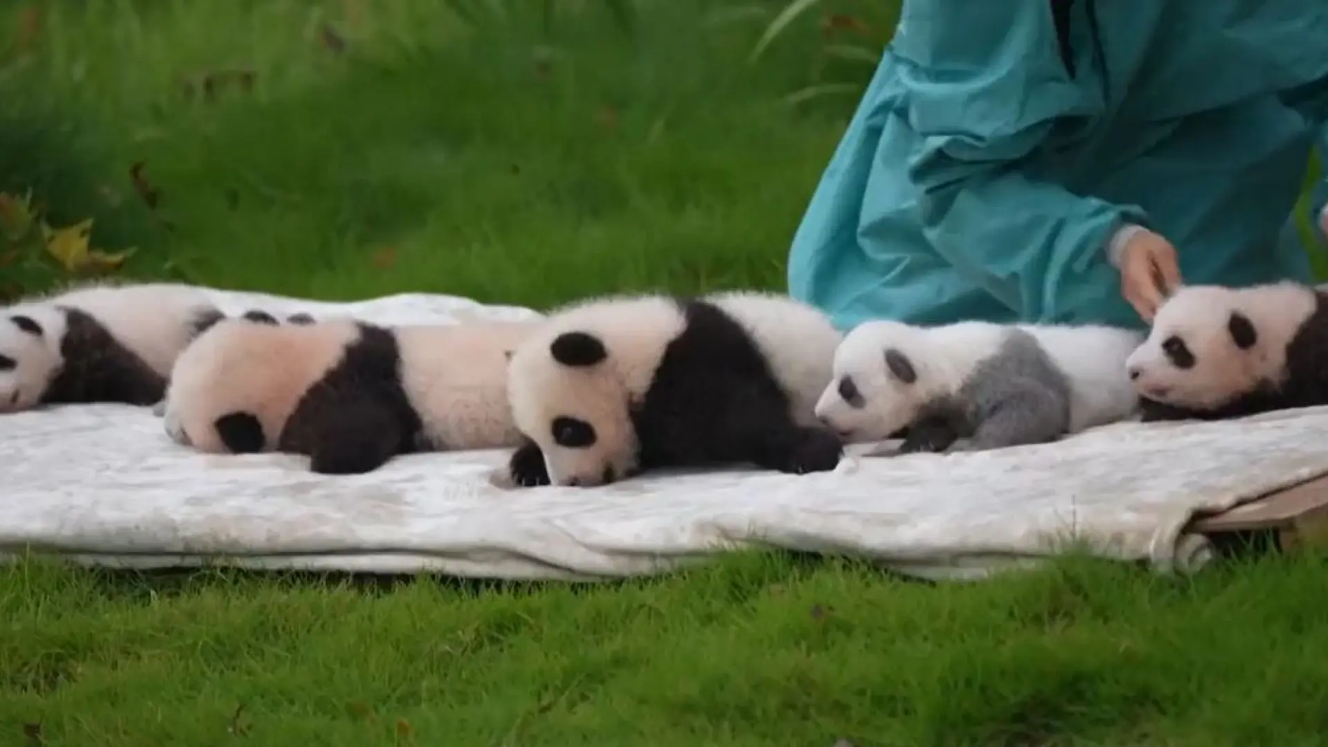 Un bebé de panda gigante gris hace su primera aparición en público