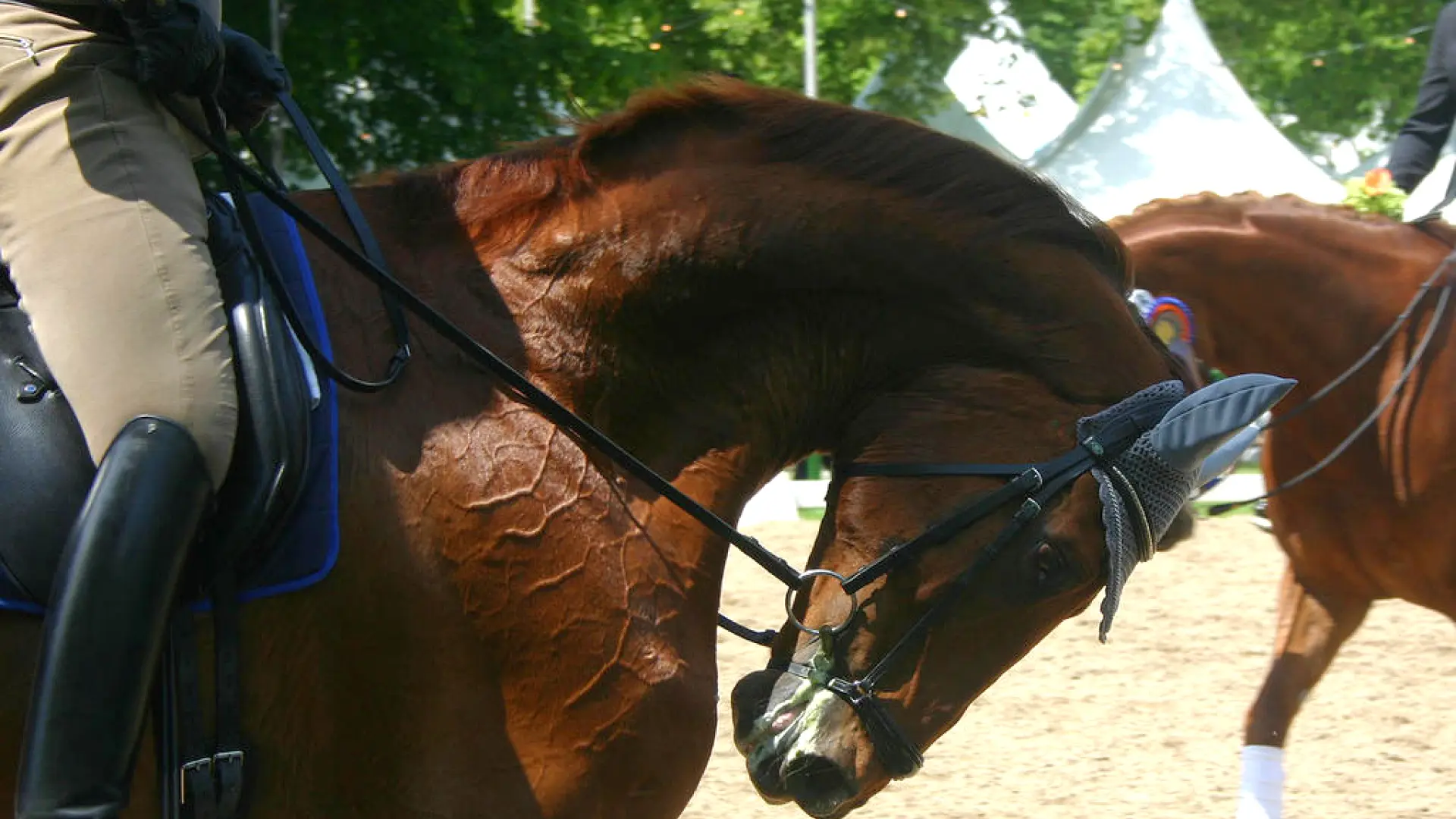 El 'rollkur', la hiperflexión del cuello que divide al mundo ecuestre