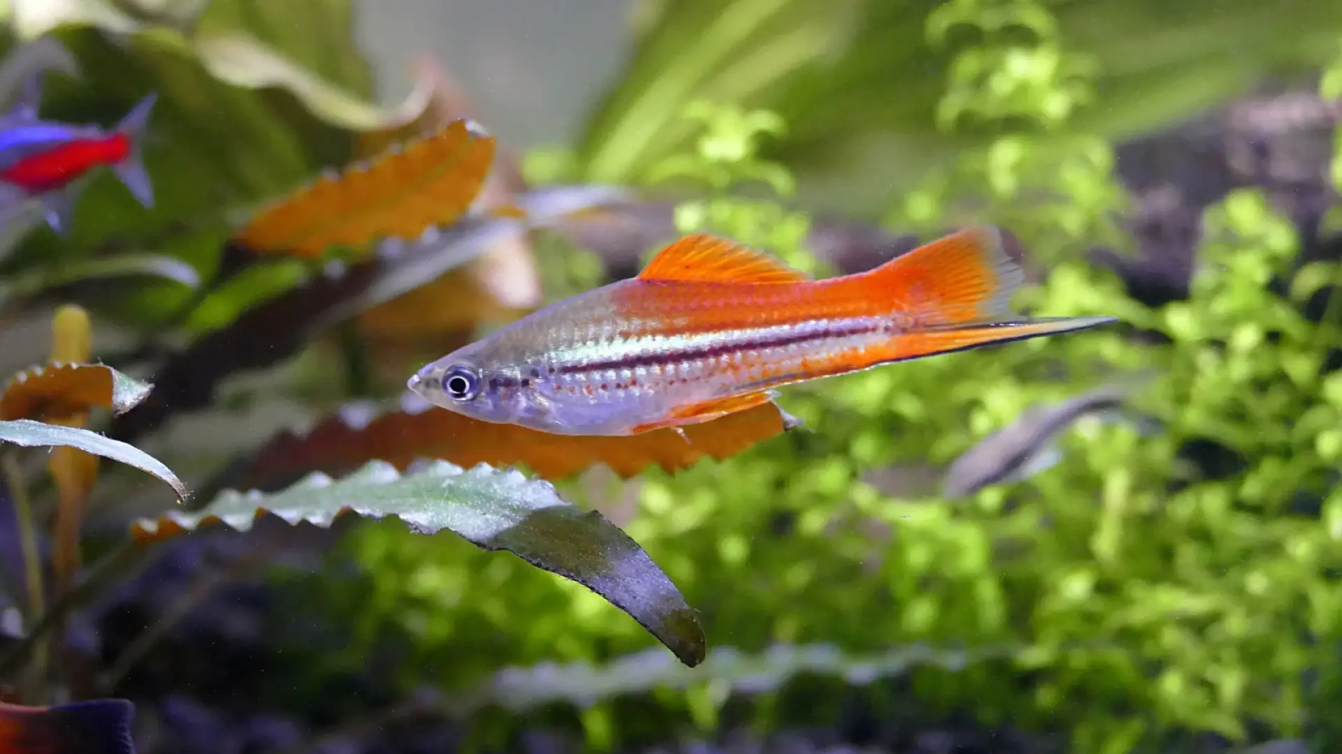 Los xiphos cola de espada, una especie tropical que ha conquistado acuarios en todo el mundo