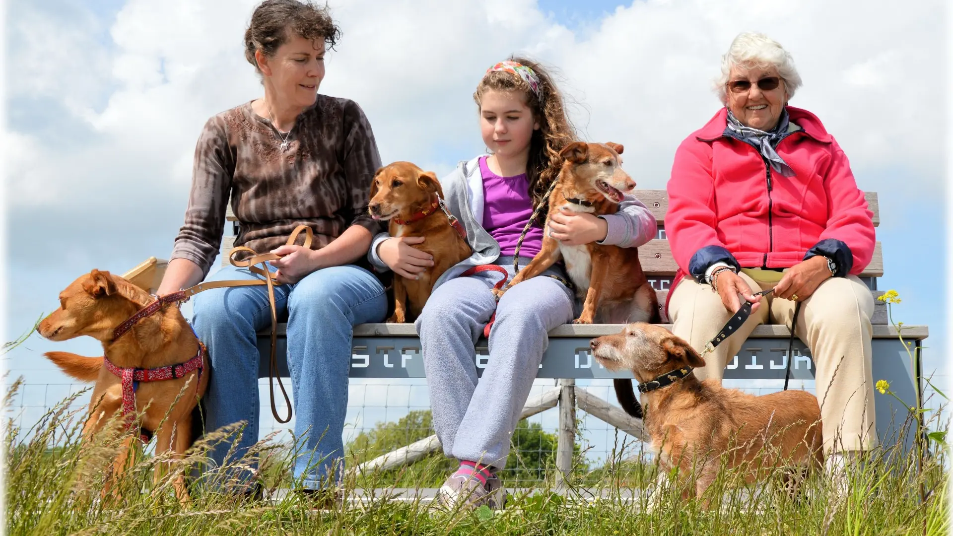 Los perros obsesionados con 'los abuelos' humanos: de la anécdota viral a la mirada científica