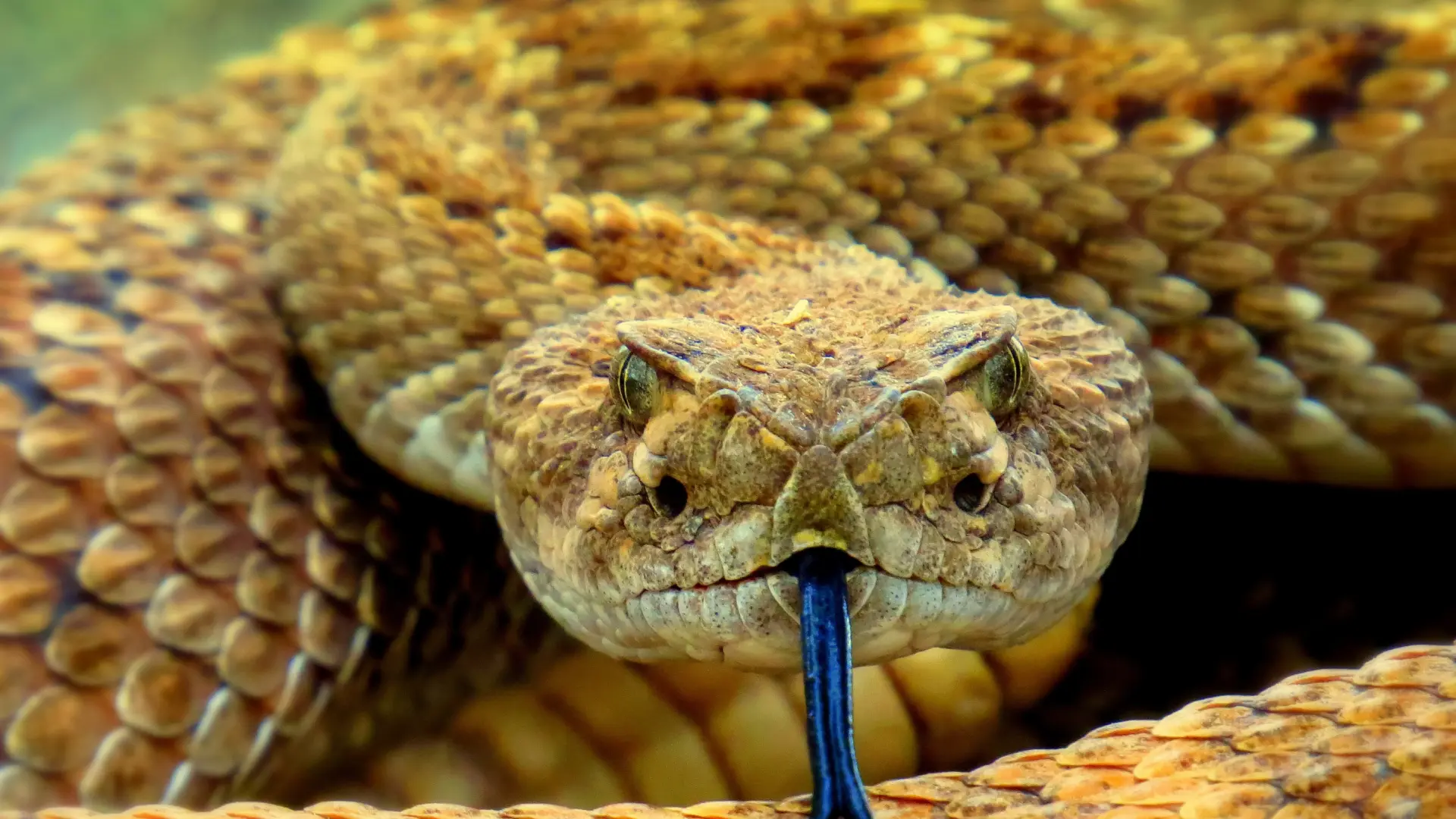 La IA ahora también podría salvar vidas: ha diseñado un antiveneno para mordeduras de serpiente