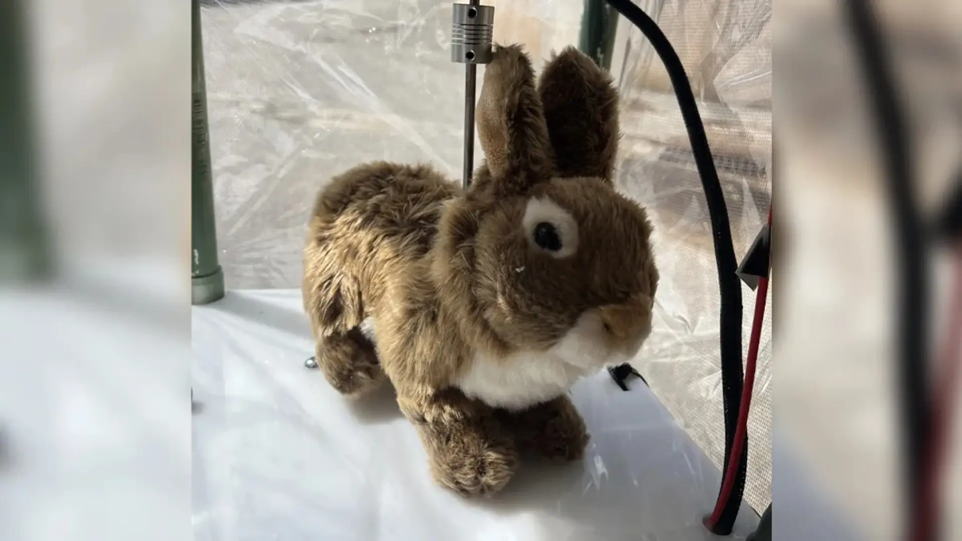 Estos tiernos conejitos son en realidad robots señuelo para atrapar serpientes pitón