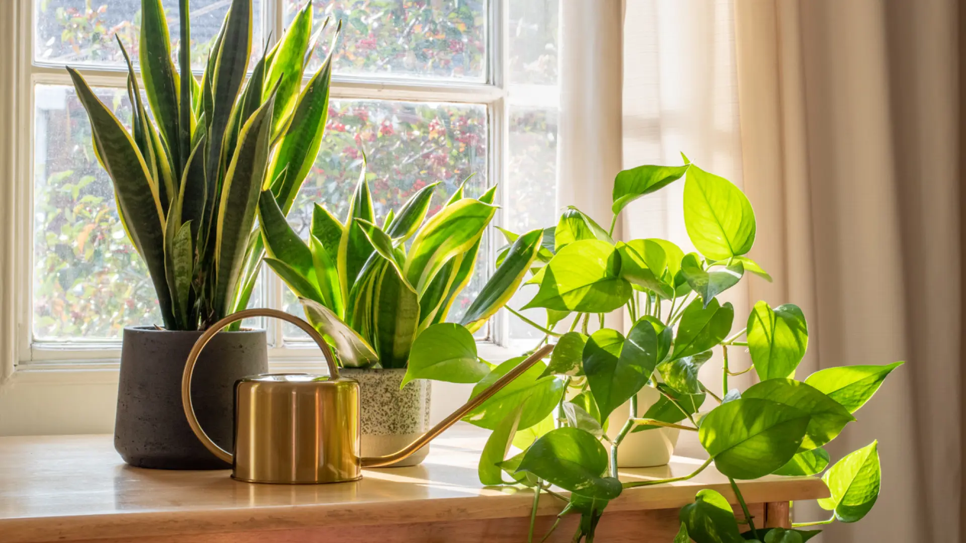 Ni suculentas ni bonsáis: estas son las plantas que son imposible de matar según una experta