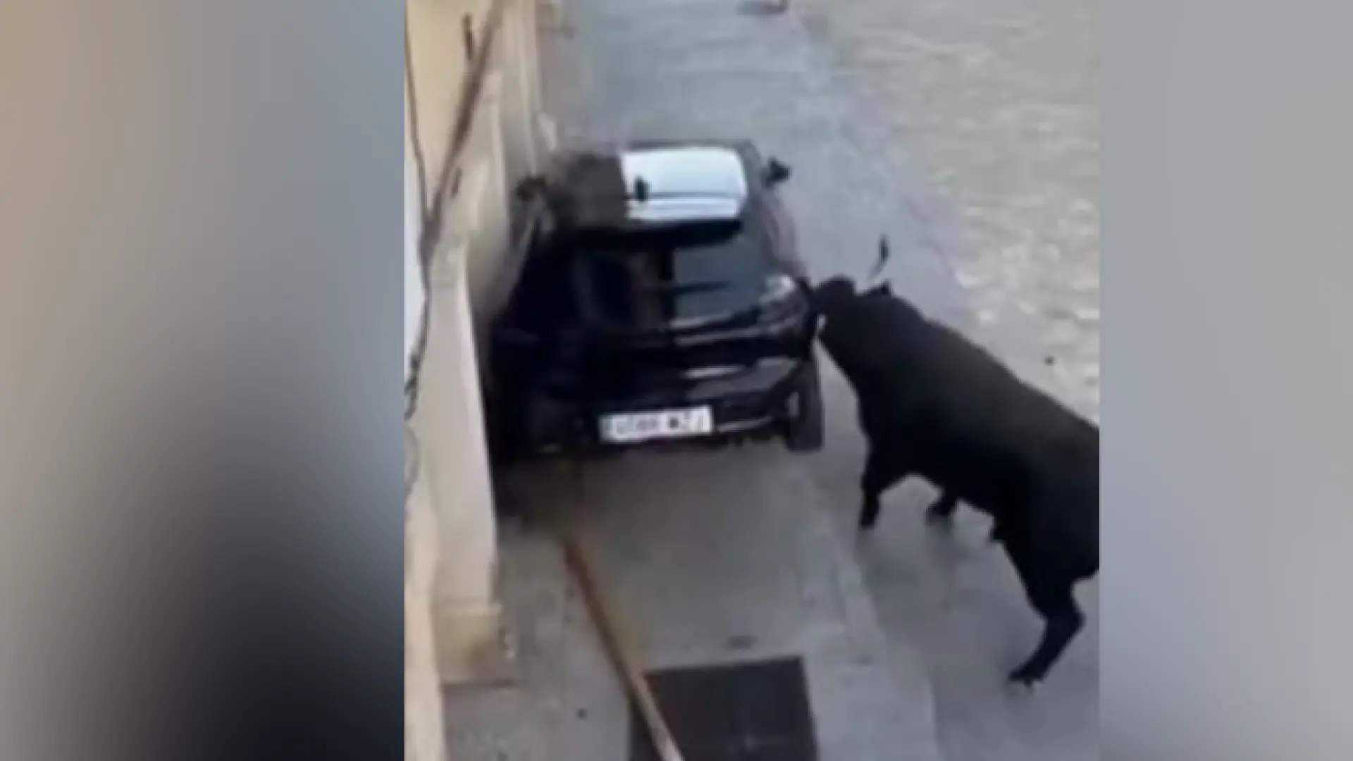 El impactante vídeo de dos toros destrozando un coche en los encierros de una localidad de Guadalajara