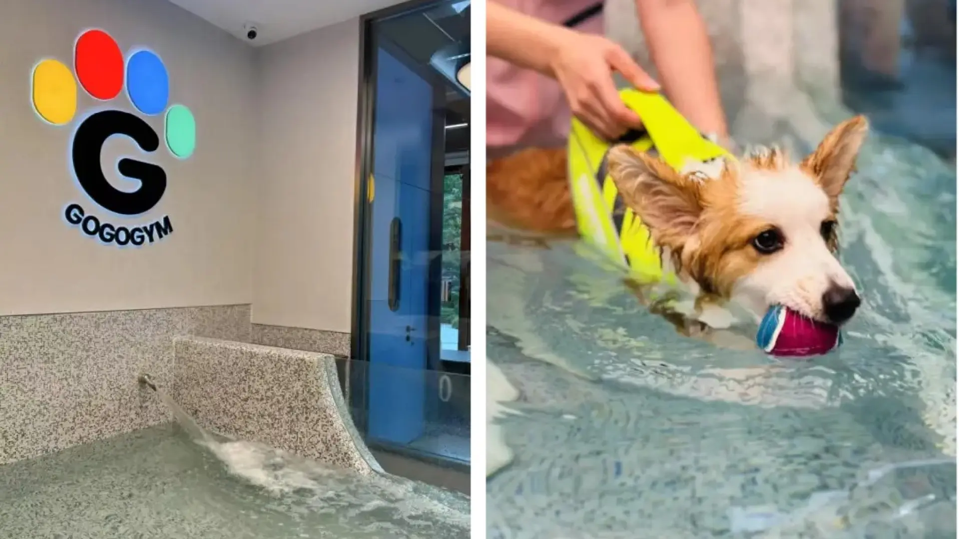 Un gimnasio para perros, la nueva apuesta por el bienestar canino en Shanghái