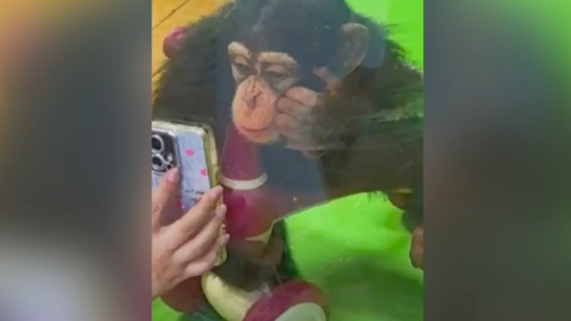 Un zoo chino prohíbe a sus visitantes enseñarles vídeos cortos a los chimpancés