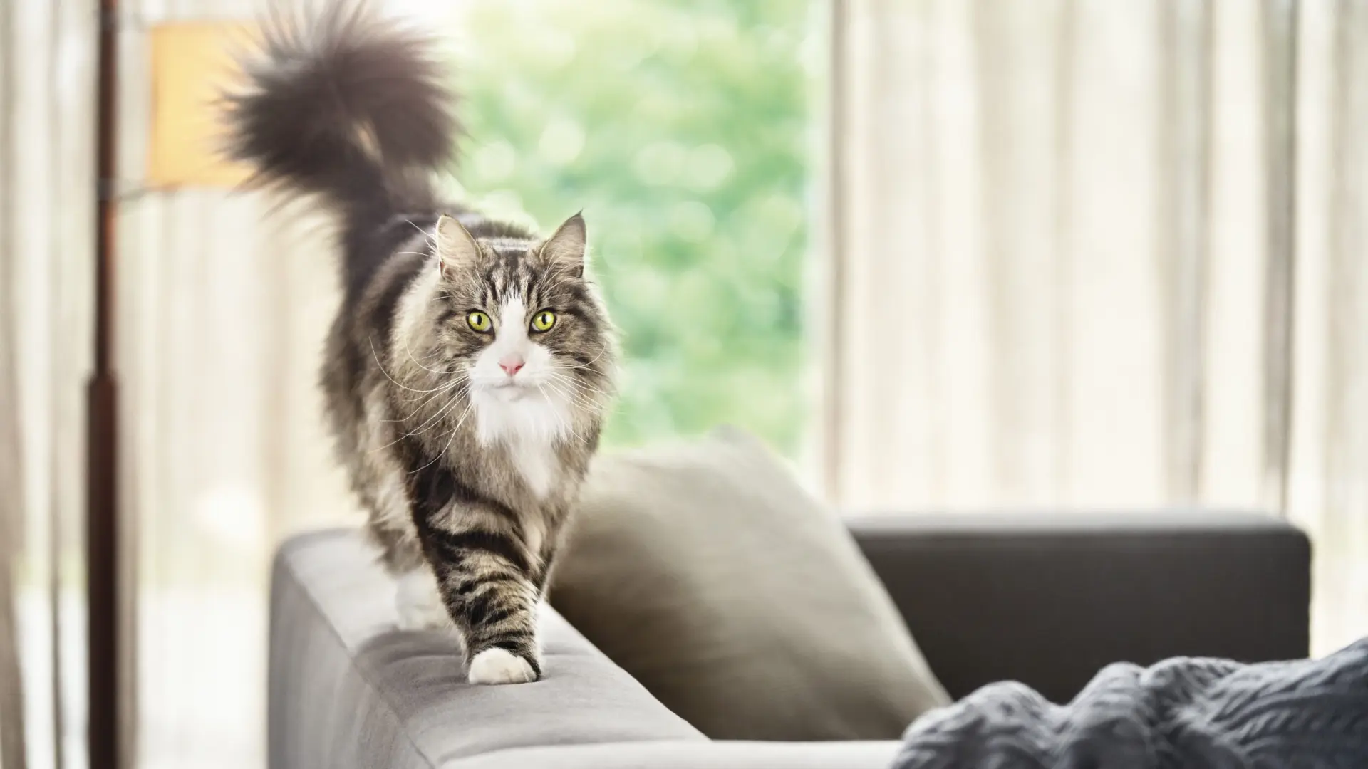 Una proteína derivada del huevo ayuda a neutralizar los alérgenos de los gatos en un nuevo pienso