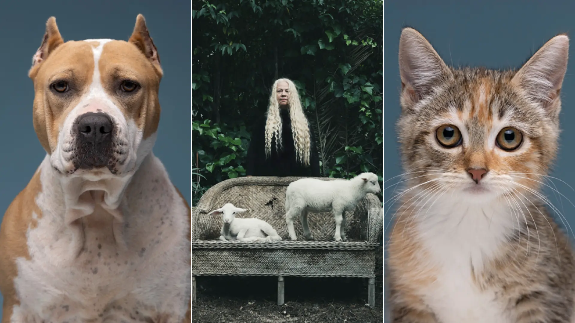 'Photopeludos', la realidad del abandono y el vínculo con los animales se muestran en Madrid