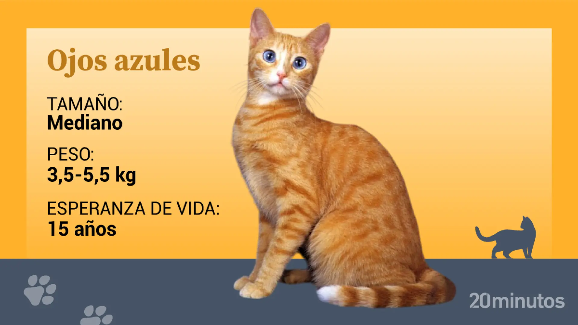 La enigmática raza felina de ojos azules, un gato condenado por su propia genética