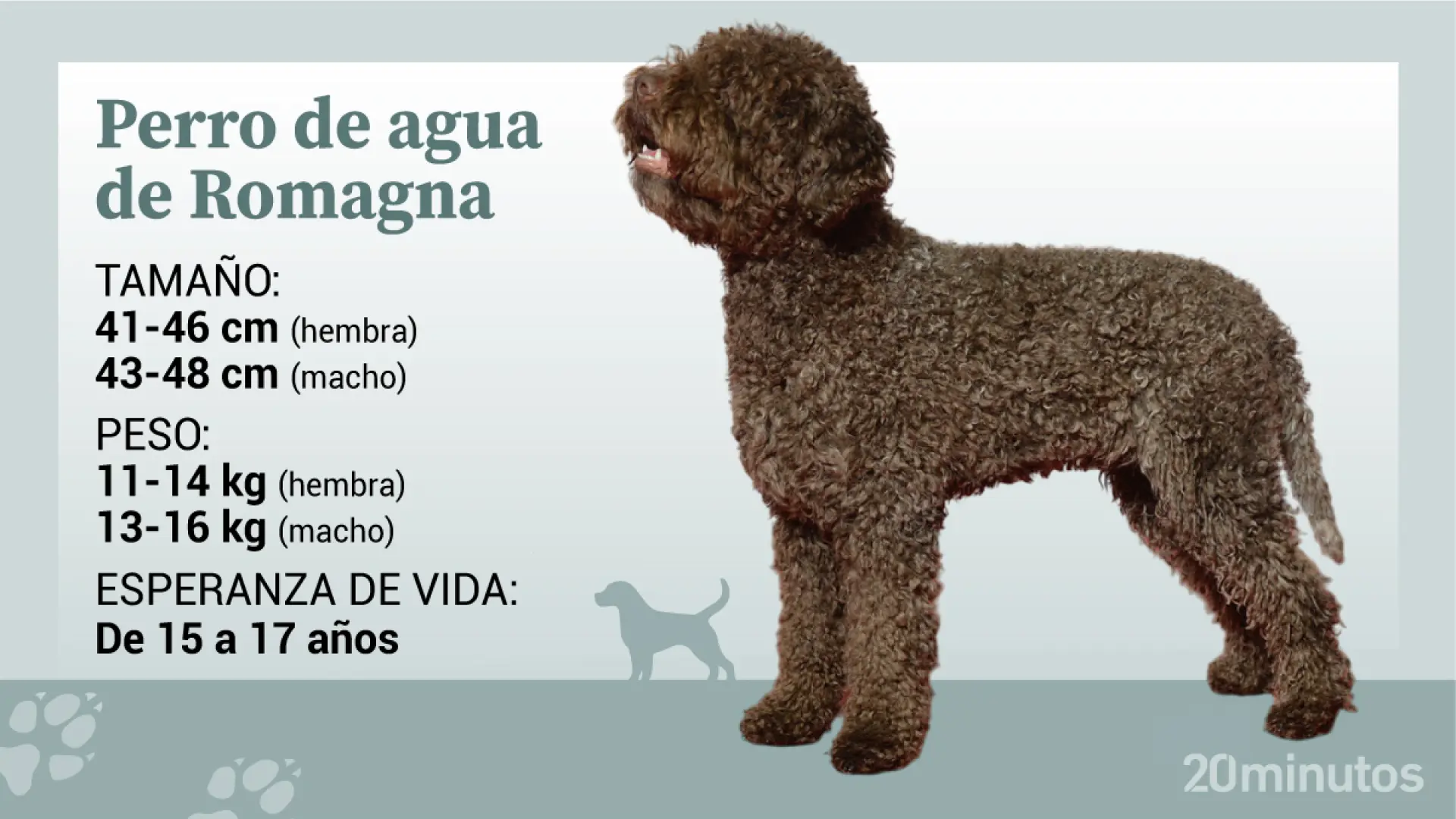 El perro de agua de Romagna, líder en la búsqueda de trufas, afectuoso y confiado en la convivencia