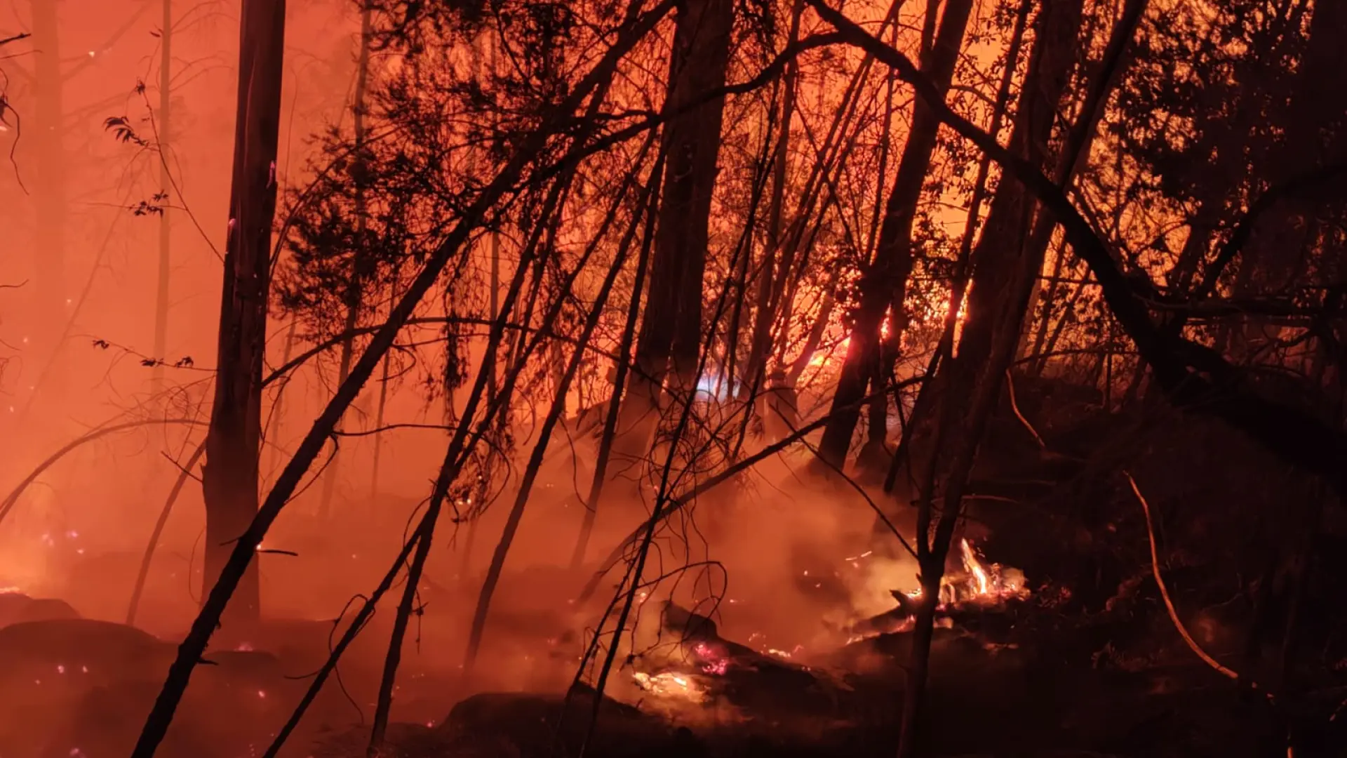 Transición Ecológica destinará 34,5 millones a recuperar las zonas afectadas por los incendios forestales de este verano