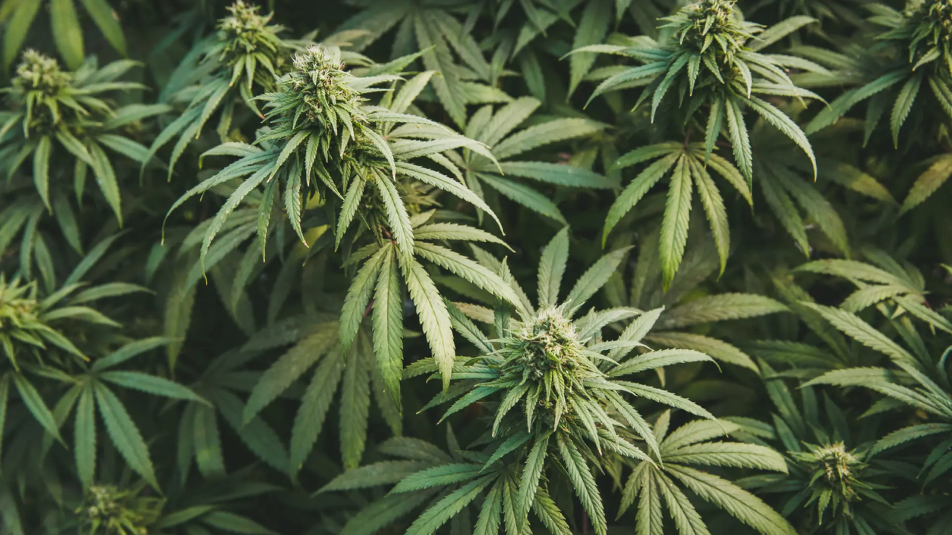 El cannabis aumenta el riesgo de padecer diabetes de tipo 2, según un nuevo estudio