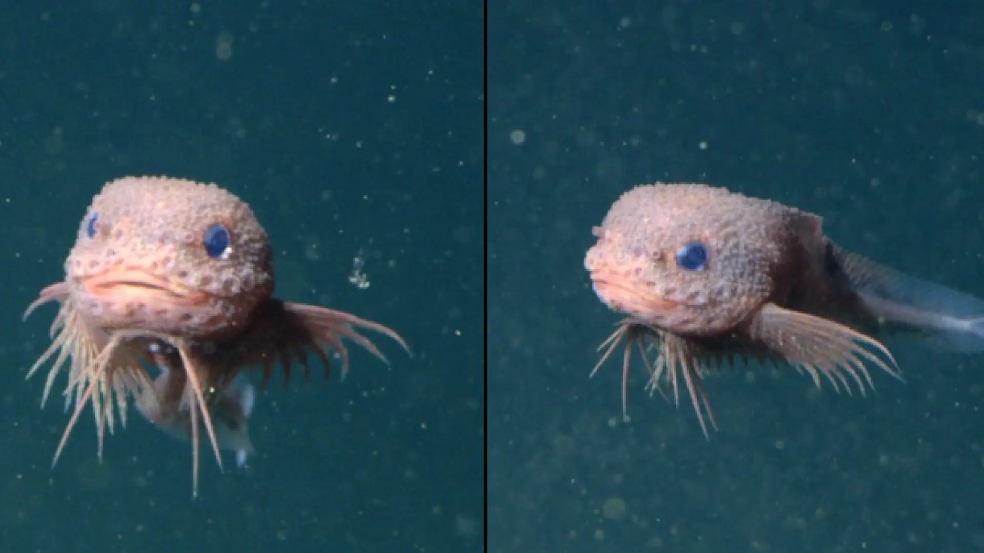 Descubren una nueva especie de pez y se hace viral por su curioso aspecto: "Eso es un Pokémon"