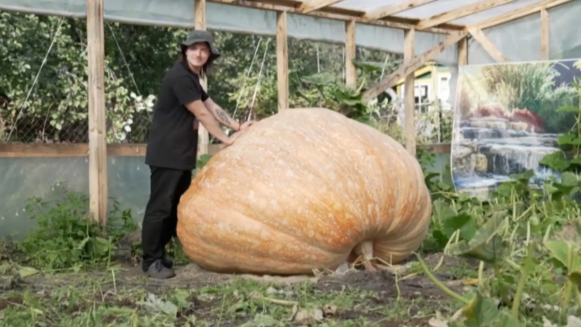 Casi pesa tanto como un coche y ha batido récords: así es la calabaza más grande de Rusia