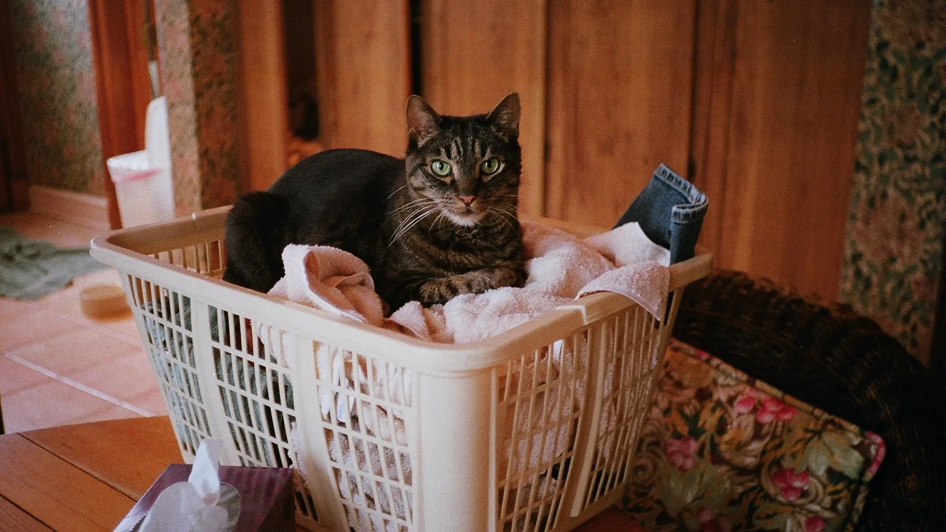 Por qué los gatos adoran la cesta de la ropa y el interior de la lavadora, y cómo mantenerlos a salvo