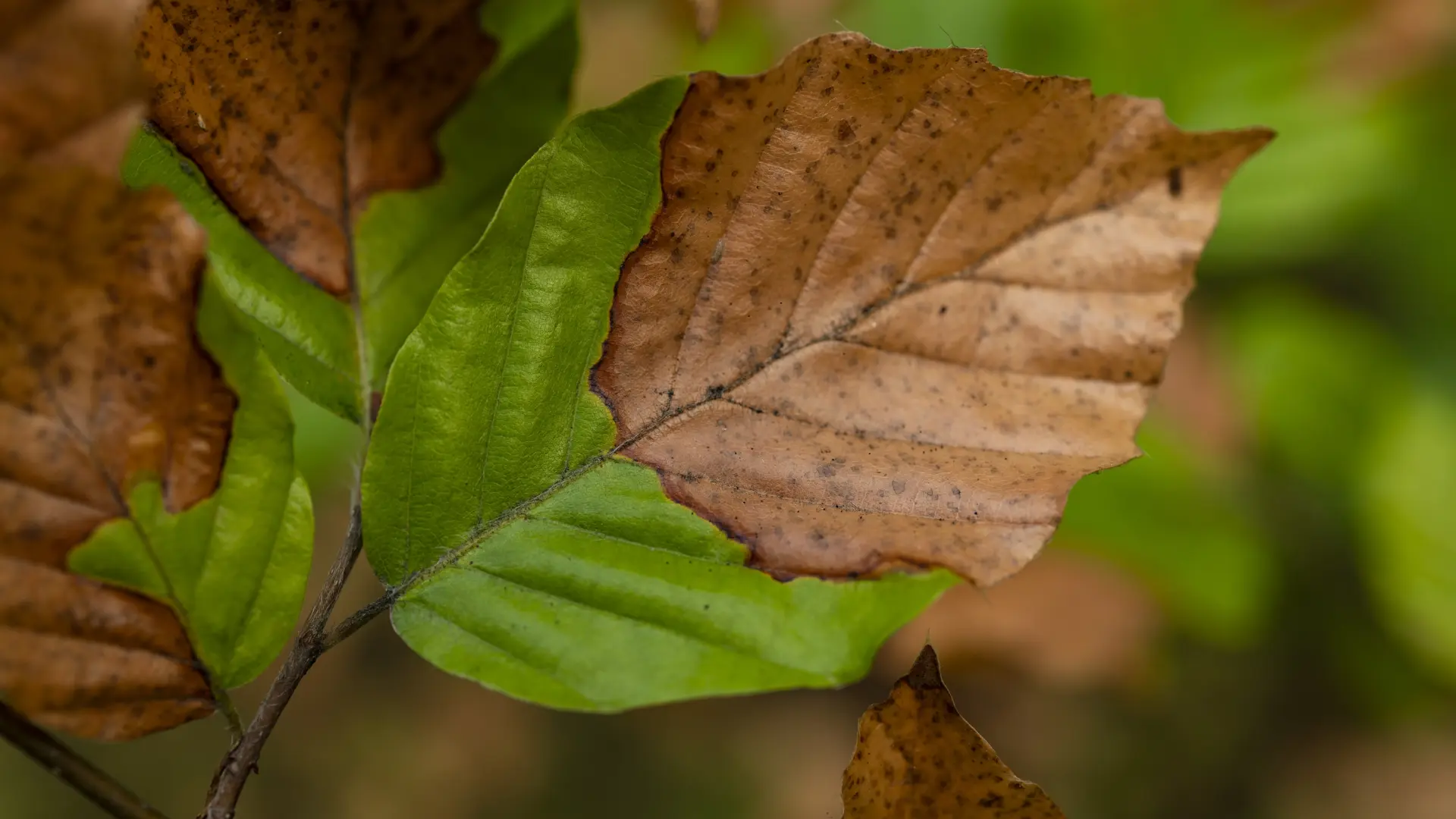 El otoño no cambia las hojas, revela su verdadero color: la razón científica por la que nunca han sido solo verdes