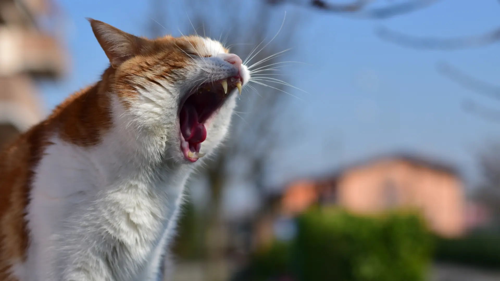Voces felinas: los gatos también aúllan, aunque no por las mismas razones que los perros