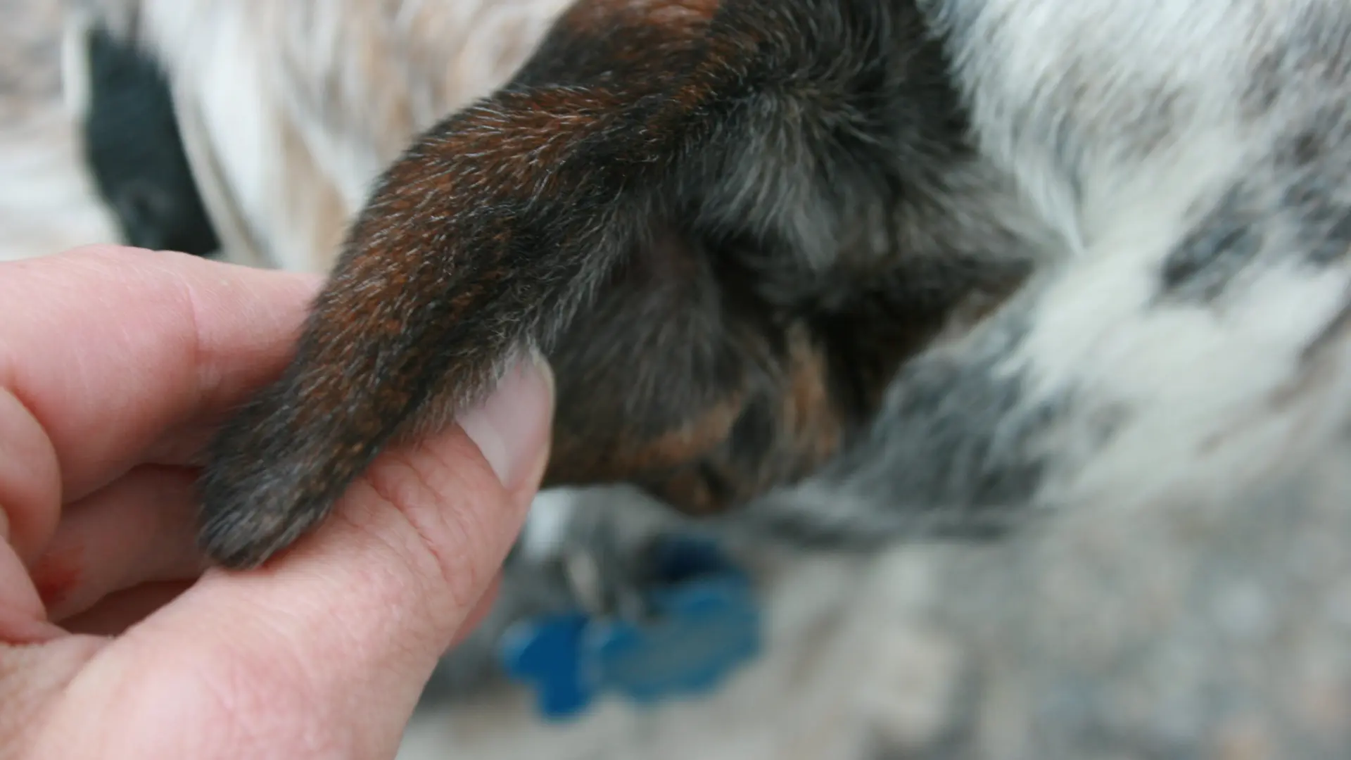 Los hematomas en las orejas de los perros: qué son y cómo tratarlos