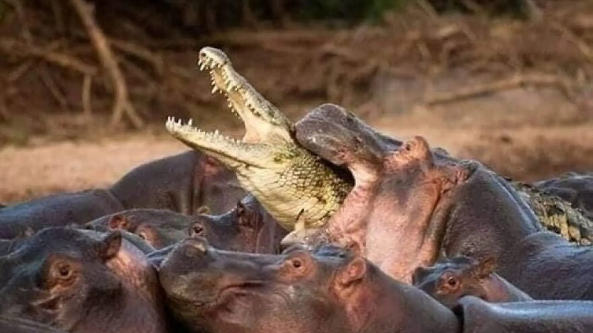 15 fotos que muestran que la naturaleza puede ser aterradora