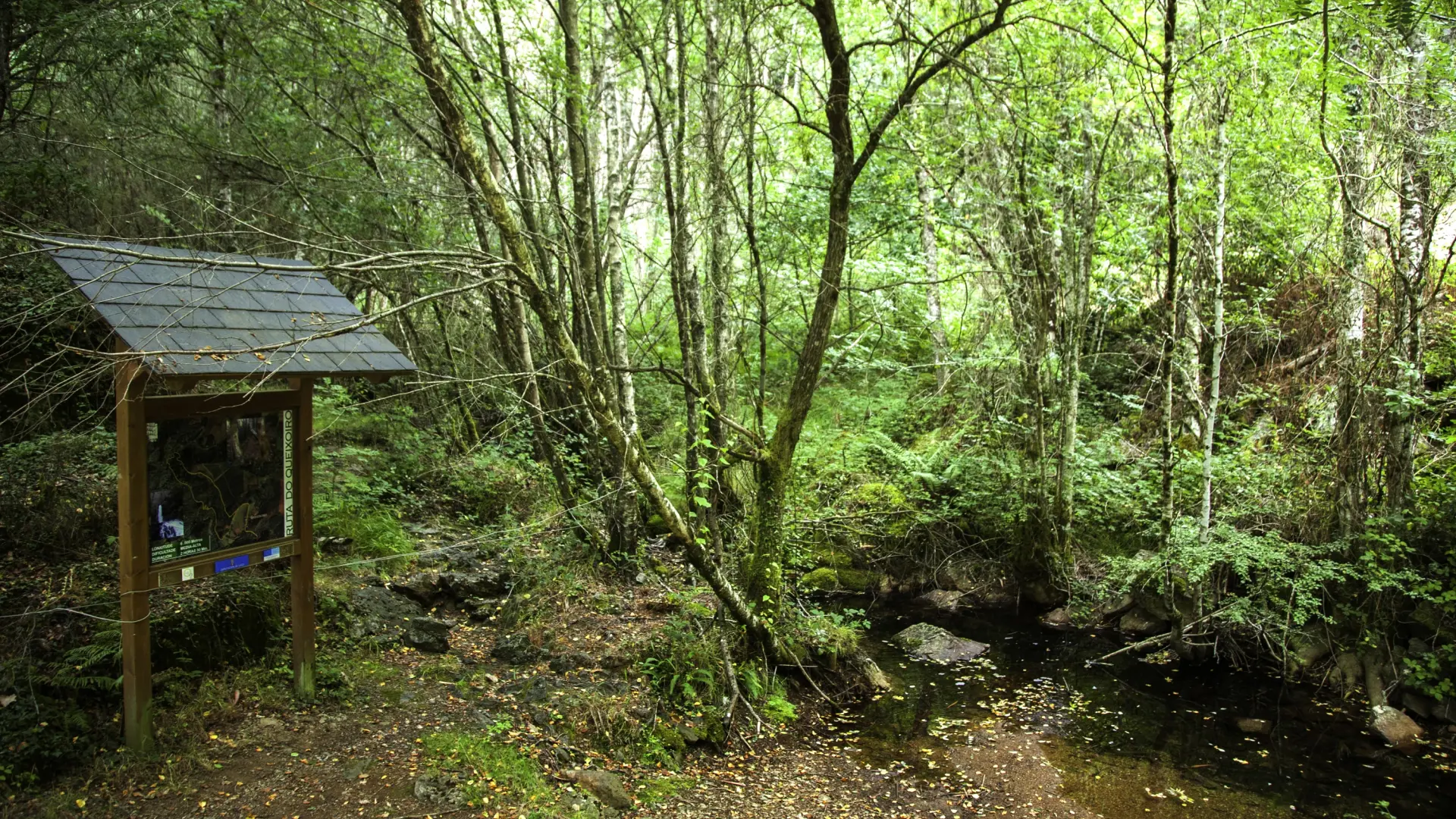 La ruta de Galicia a orillas de un río rodeada de vegetación ideal para hacer en otoño