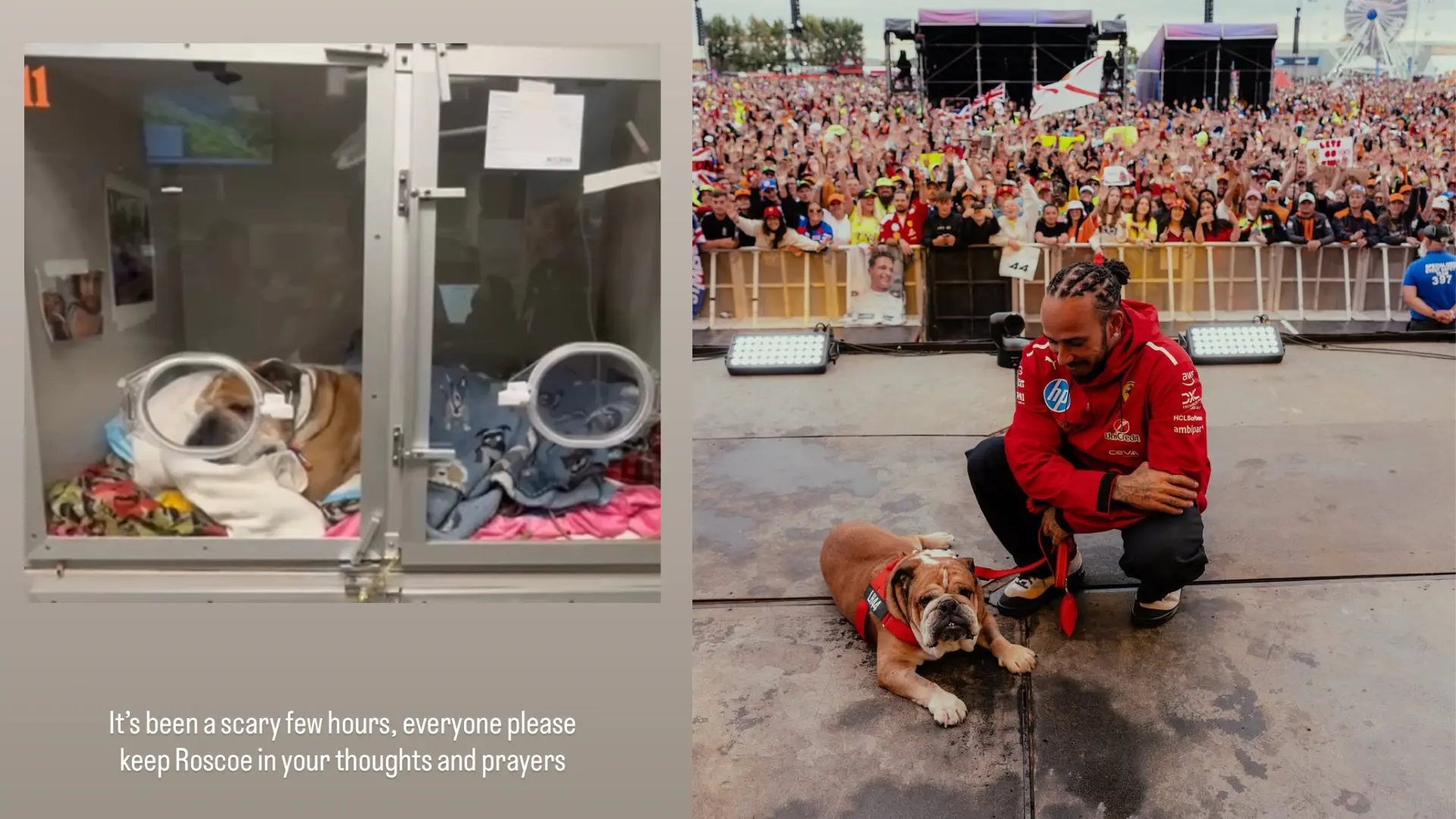 Lewis Hamilton pide ayuda para su perro, Roscoe, ingresado de urgencia: "Han sido horas aterradoras, recen por él"