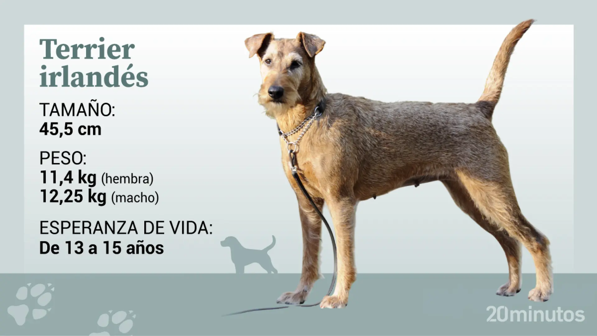 El terrier irlandés, bautizado como Darevil de la isla Esmeralda por su osadía