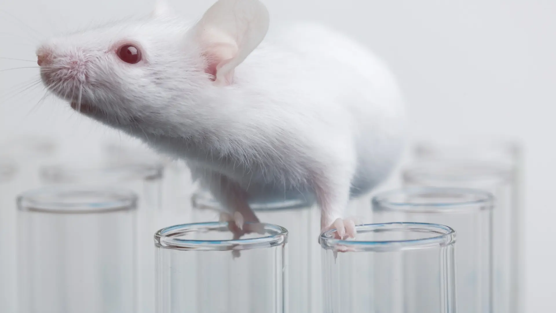 Una investigación española revela cambios en el cerebro a los 57 años que predisponen a sufrir alzhéimer y tumores