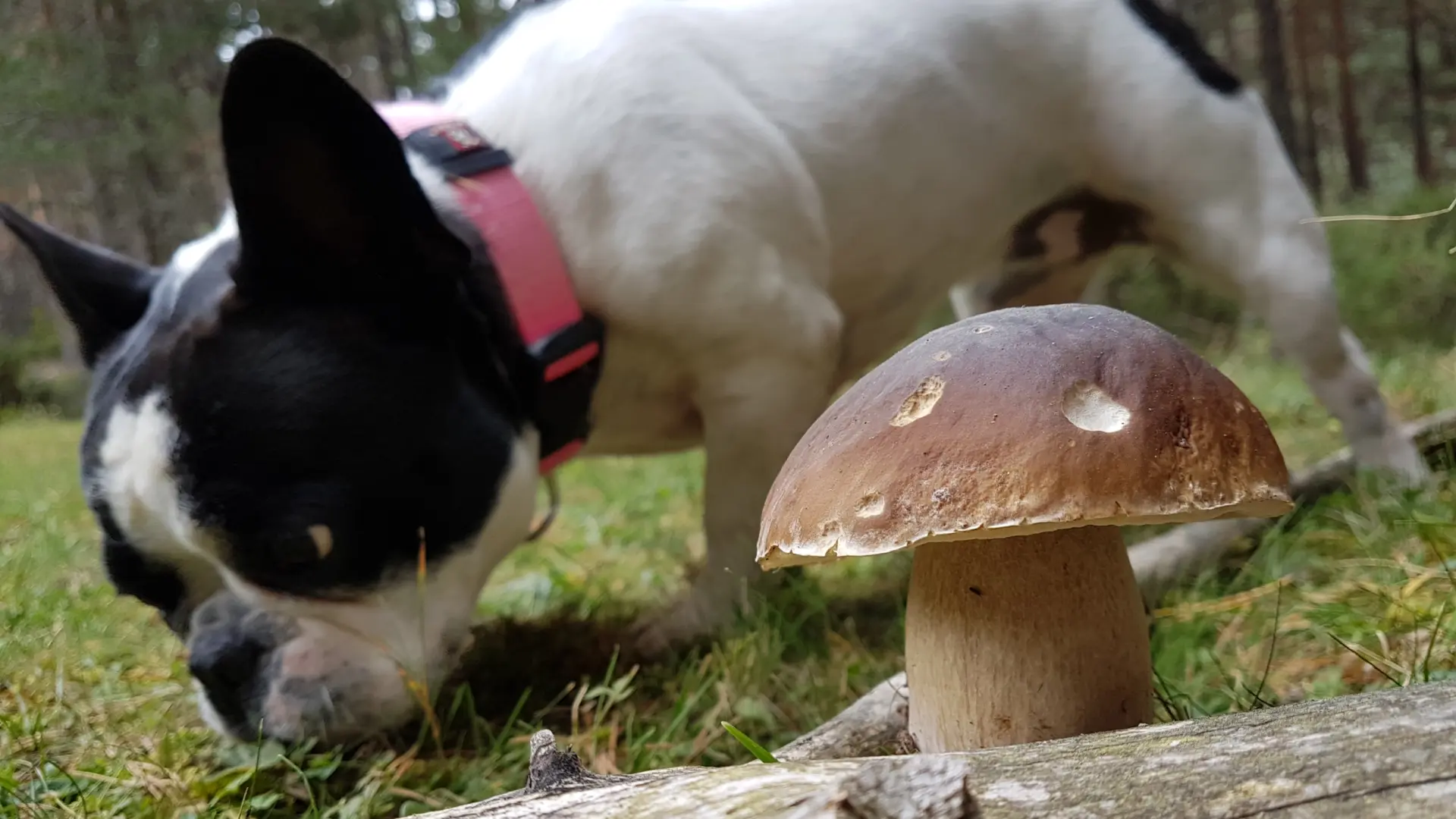 Cuando perros y setas se cruzan en el camino: todo lo que hay que saber en temporada de hongos