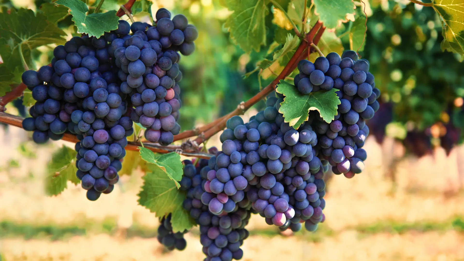 'Vendimia VIP' o cómo salir al campo y volver al origen del producto es el planazo: de la recogida de la uva a la cata de los vinos