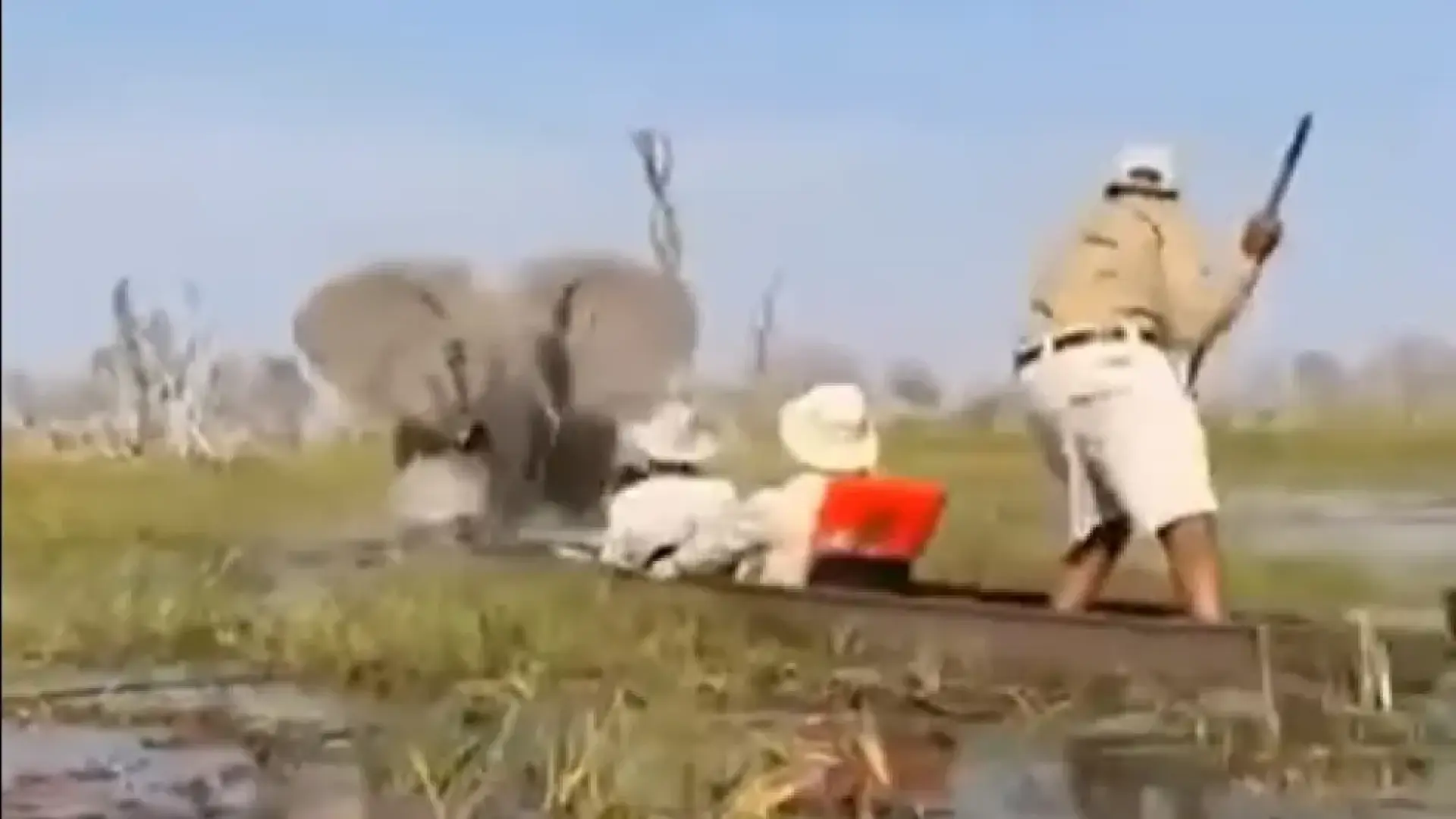 Terror en un safari: un elefante ataca a unos turistas en Botsuana después de que el guía los acercara demasiado a sus crías