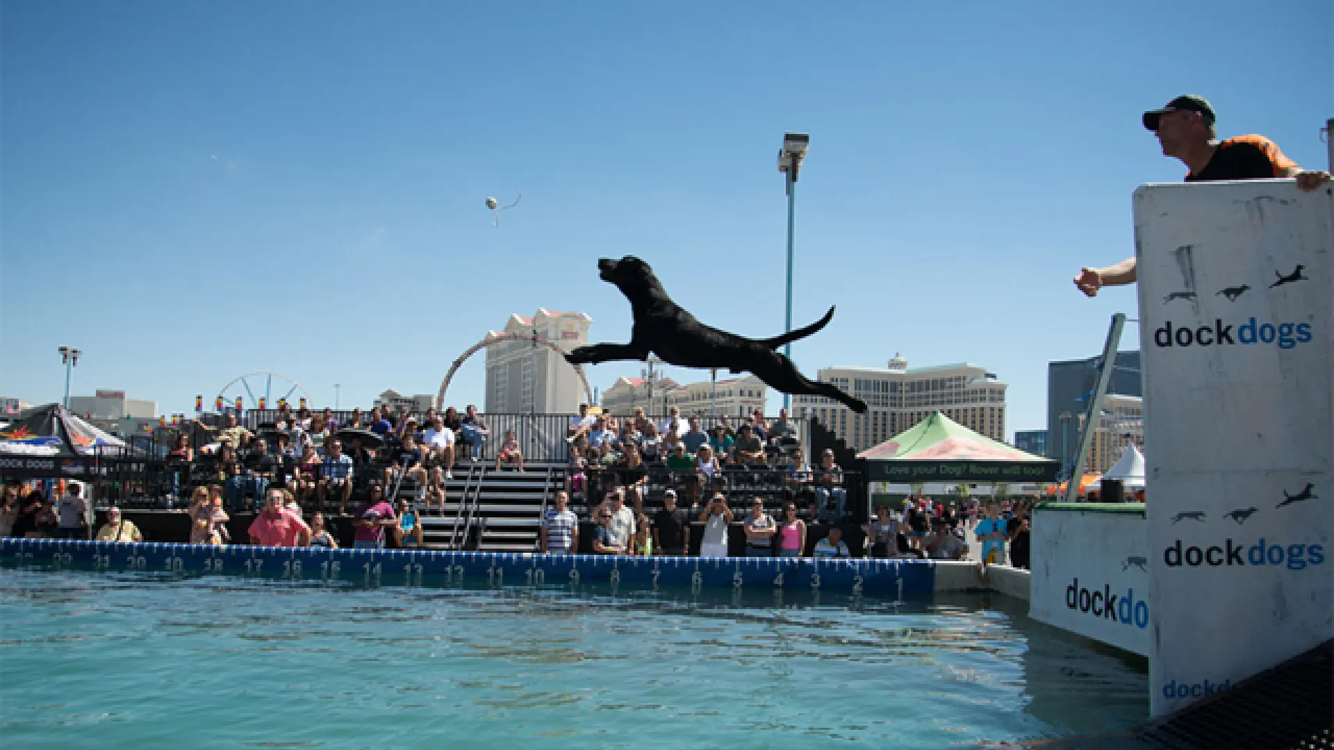Así es el ‘dock diving’, un deporte canino que consiste en saltar al agua a toda velocidad