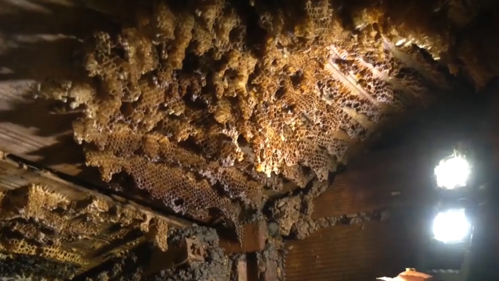 Descubren una colmena de 100.000 abejas en un edifico de Granada: "El zumbido era ensordecedor"