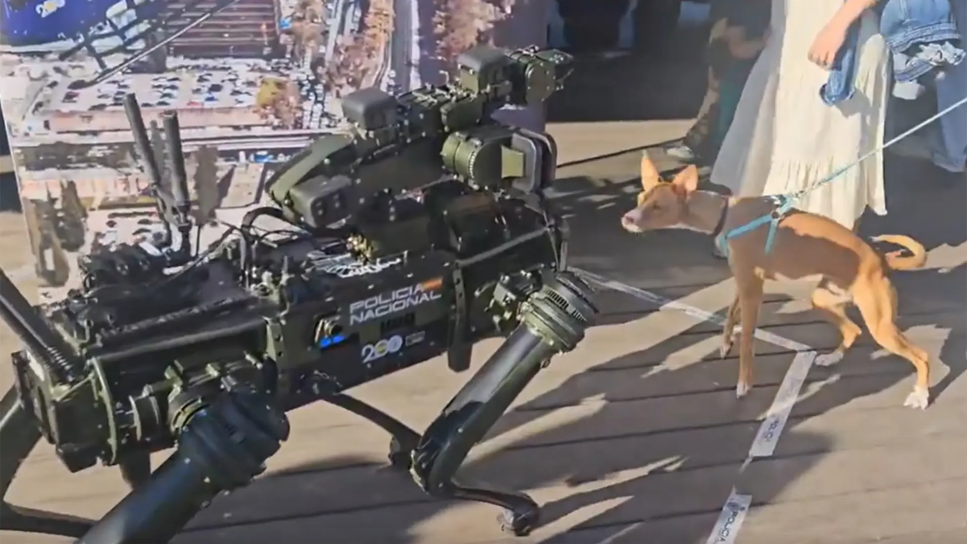 "¿Quién es ese?" El curioso encuentro entre el robot Sira de la Policía y un perro extrañado