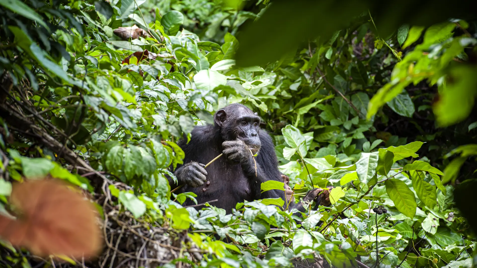 Tras las huellas de Jane Goodall: descubre el parque nacional donde la etóloga estudió a los chimpancés