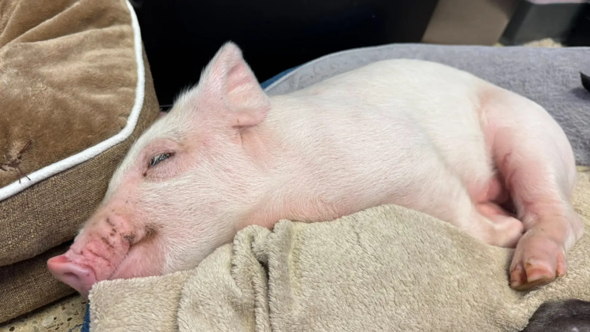 Un cerdita que saltó de un camión en marcha antes de ser sacrificada encuentra un hogar