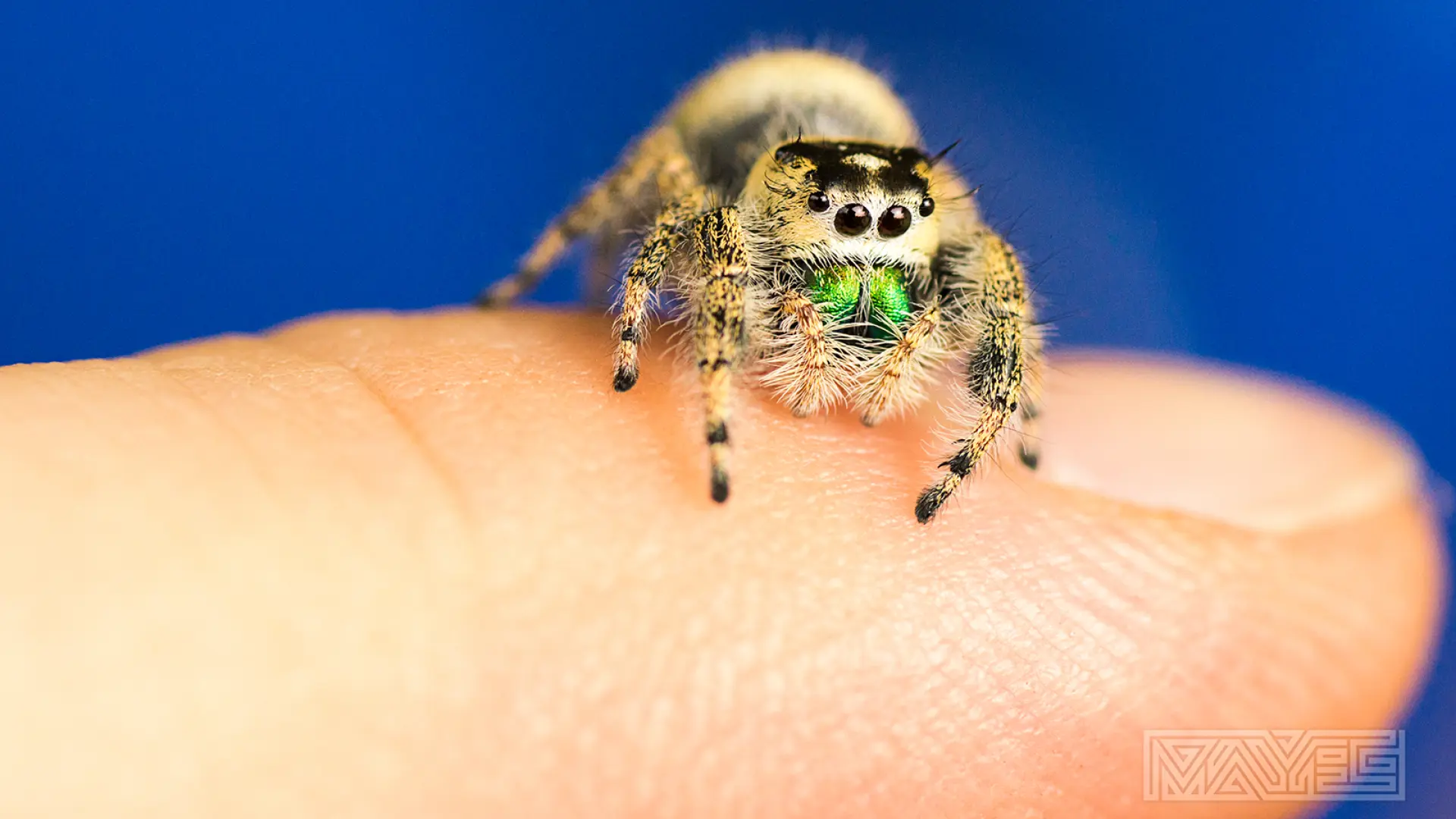 El inesperado boom de las arañas saltadoras como mascotas