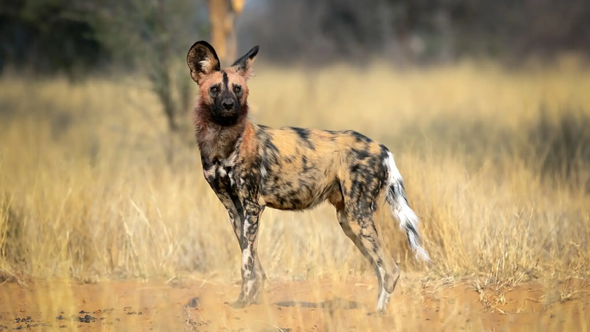Los licaones también tienen los músculos de los ‘ojos de cachorrito’ de los perros domésticos