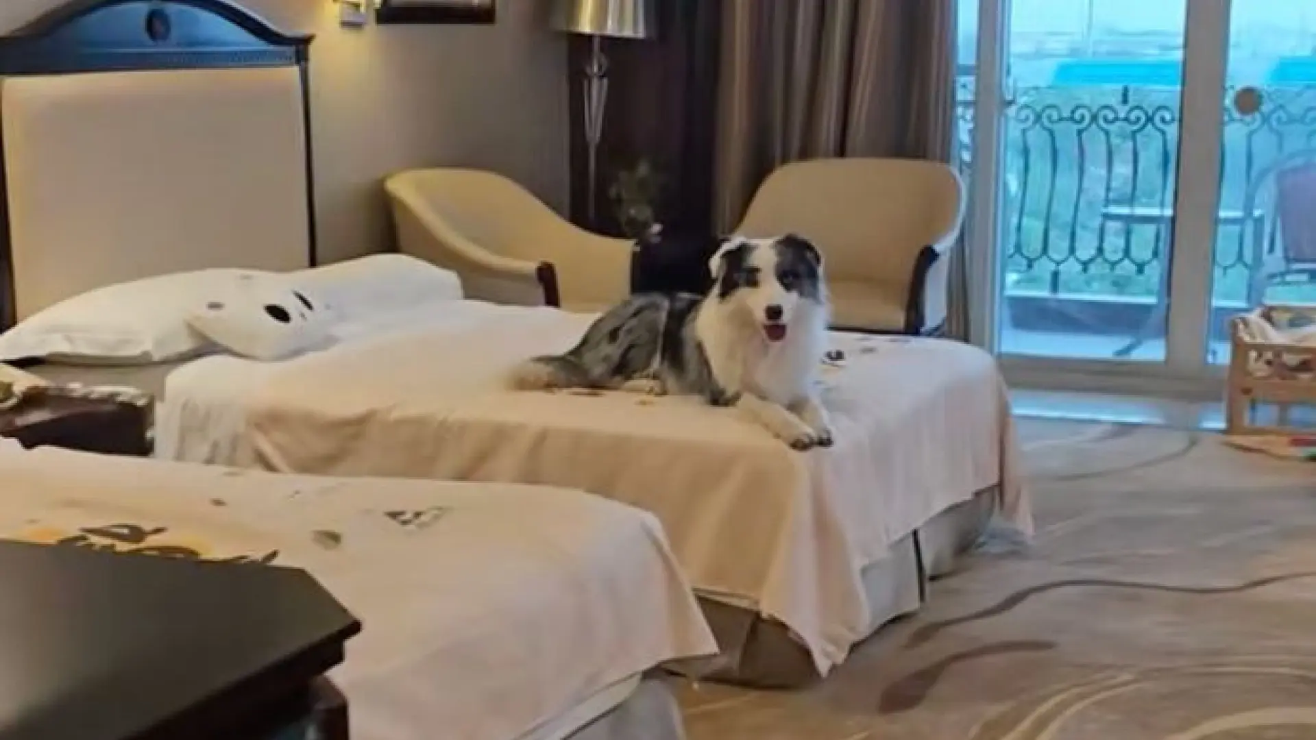 Por 65 euros la noche, un hotel chino ofrece perros en la habitación como servicio emocional
