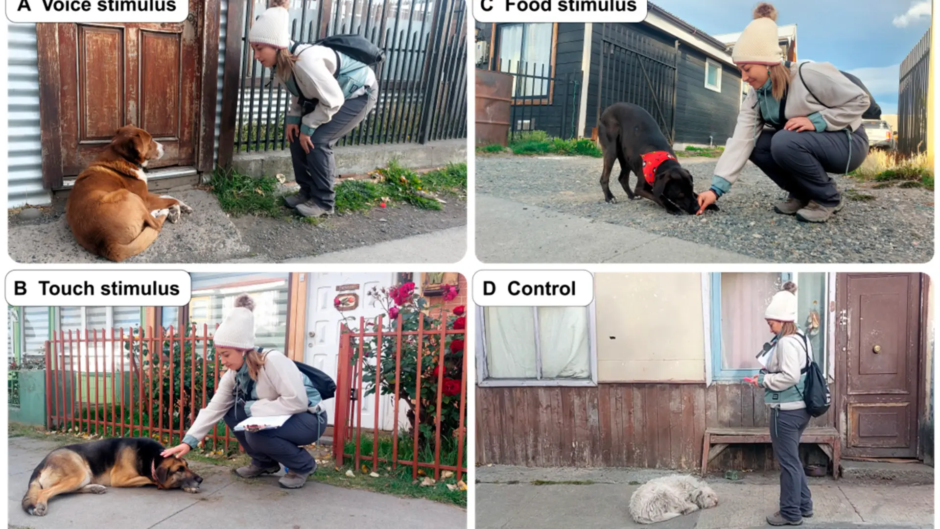 Un estudio desvela cómo la interacción humana impulsa la expansión de los perros hacia la naturaleza