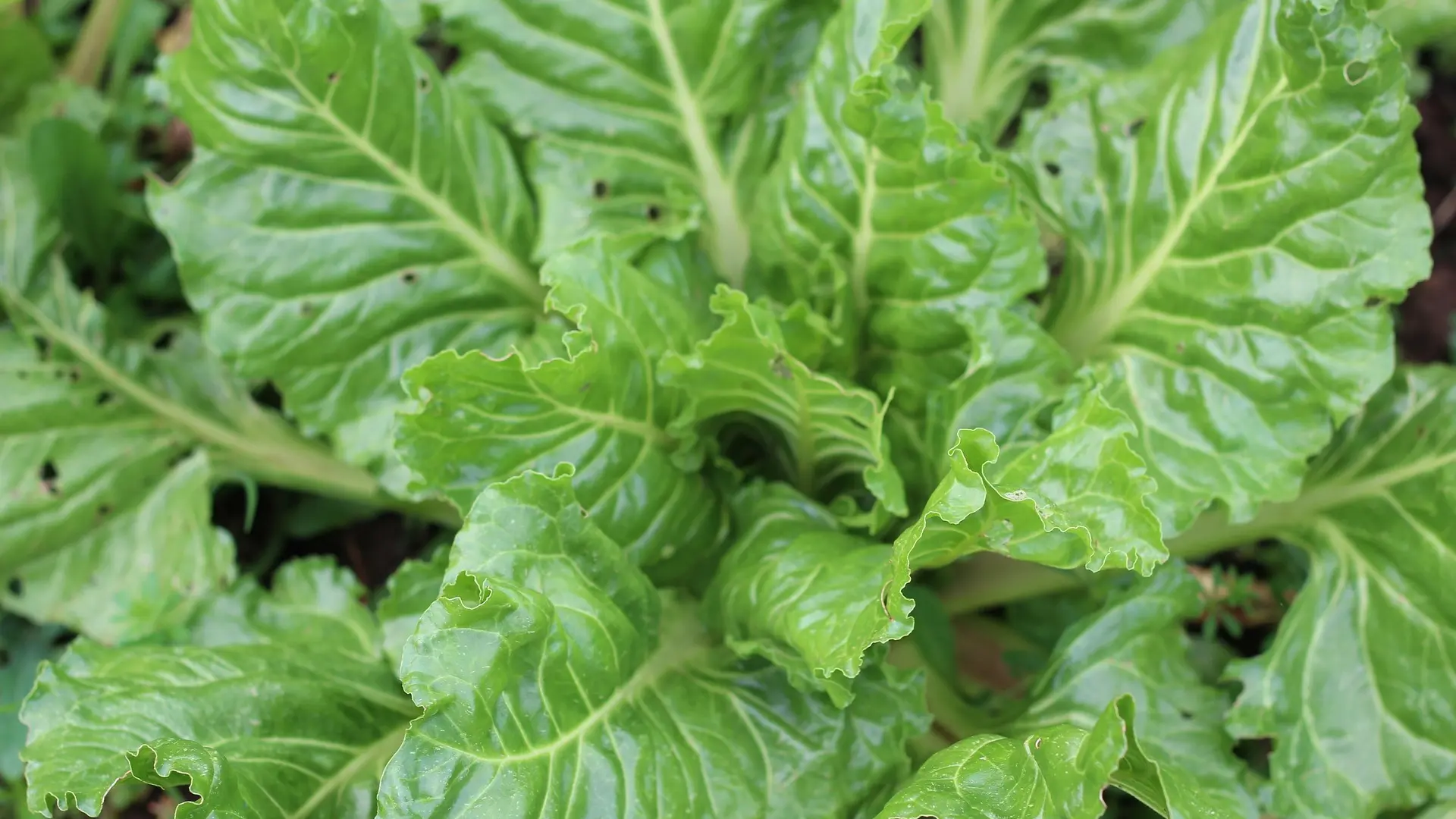Alimentos de otoño que caducan pronto y debes consumir rápidamente