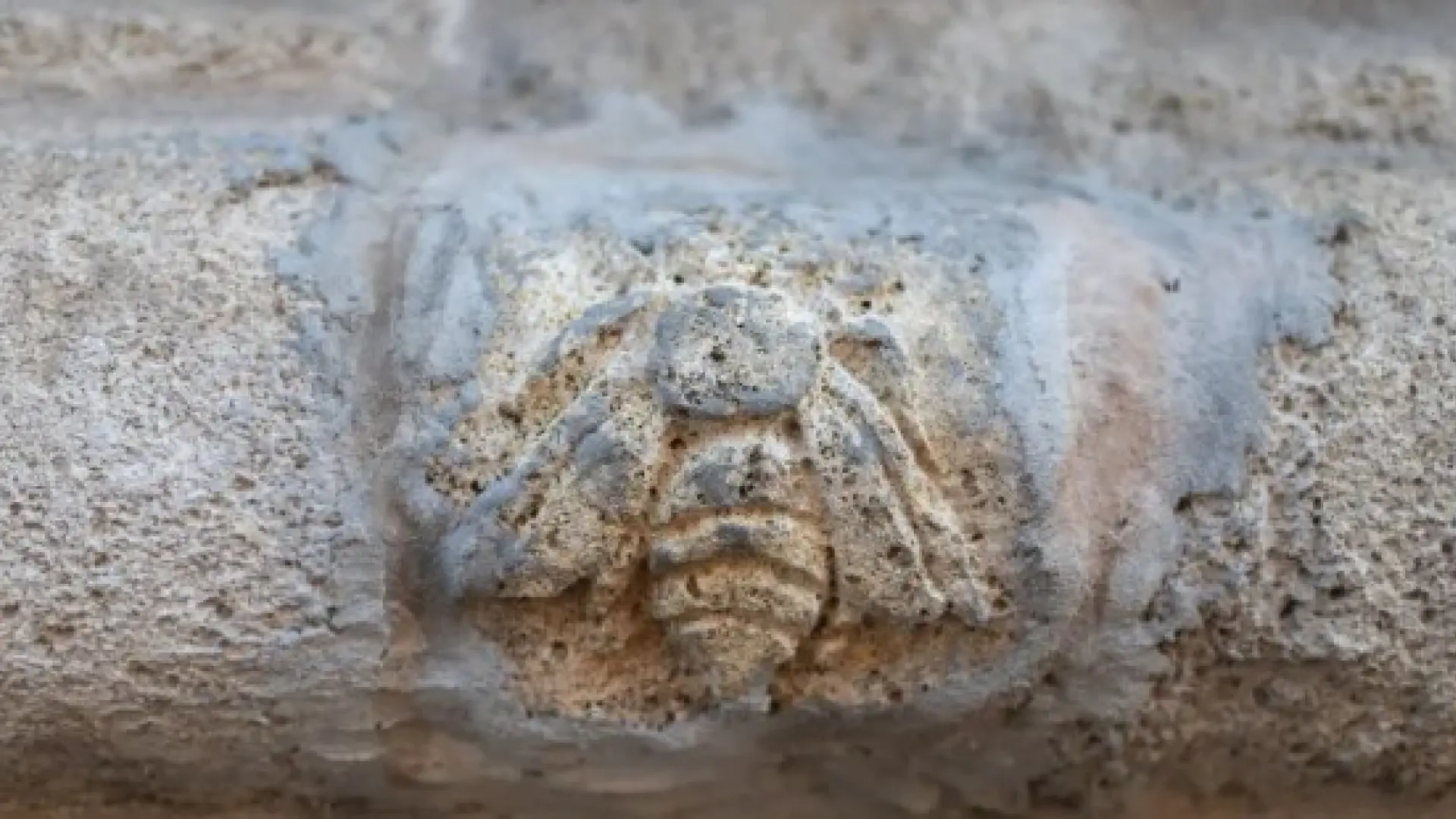 Un escultor clandestino incrusta una abeja de piedra en una fachada del Pilar de Zaragoza