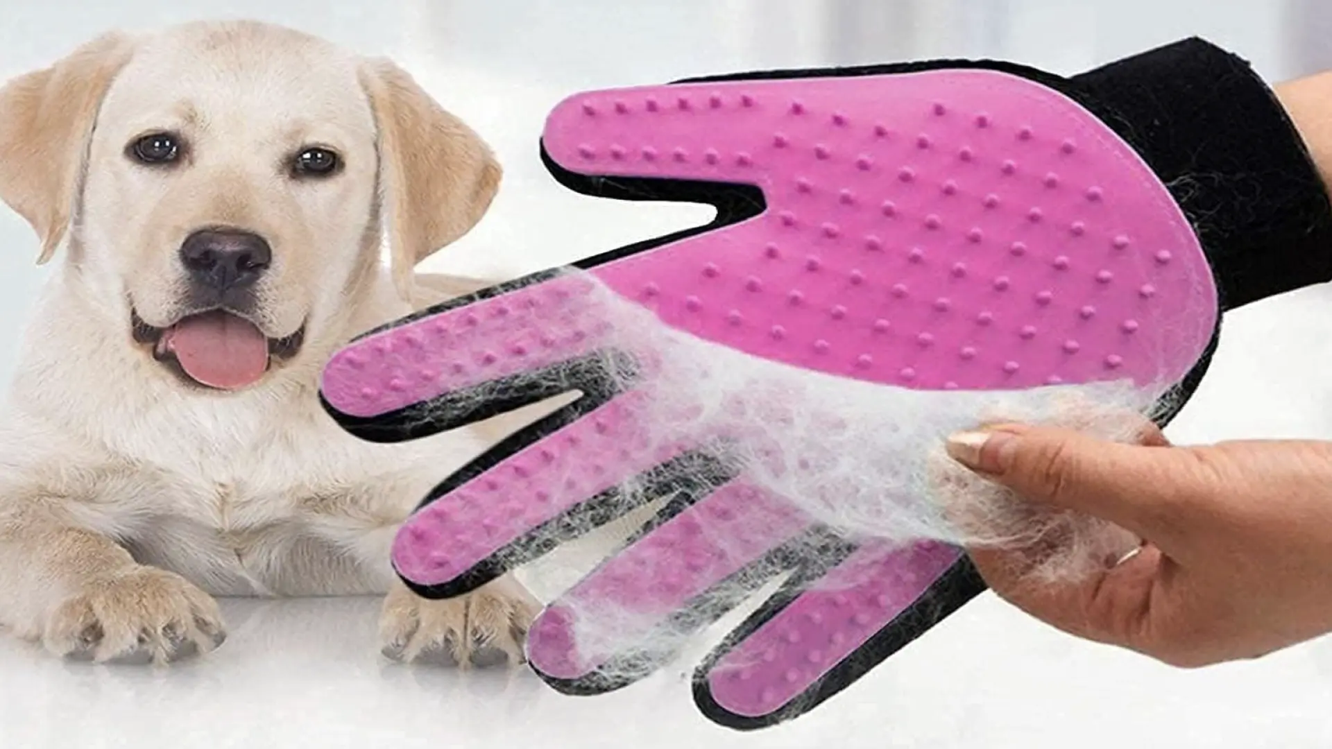 A las mascotas también se les cae el pelo en otoño: cómo eliminarlo con estos guantes baratos
