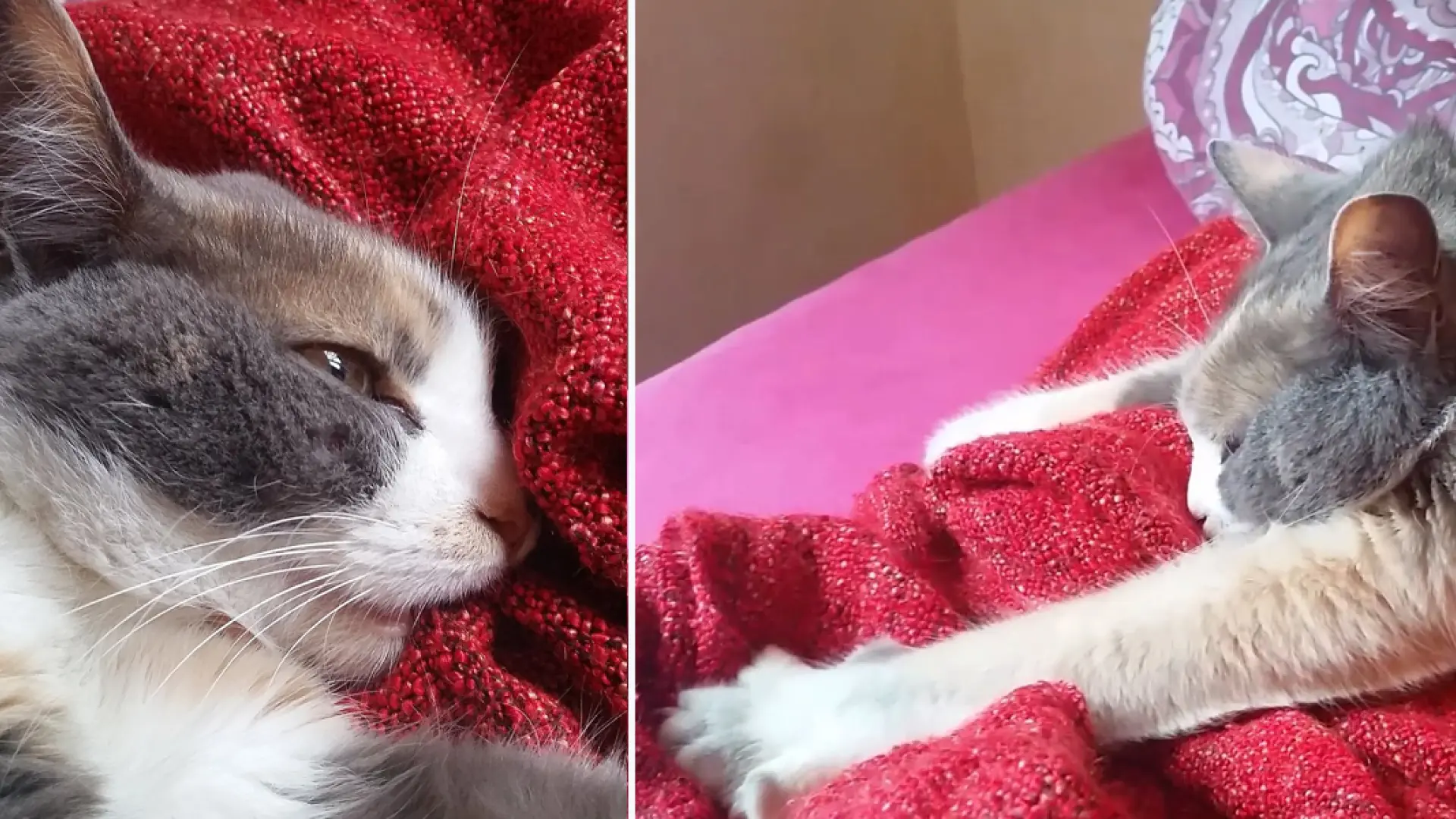 Comportamiento felino: Por qué algunos gatos adultos succionan la ropa o las mantas