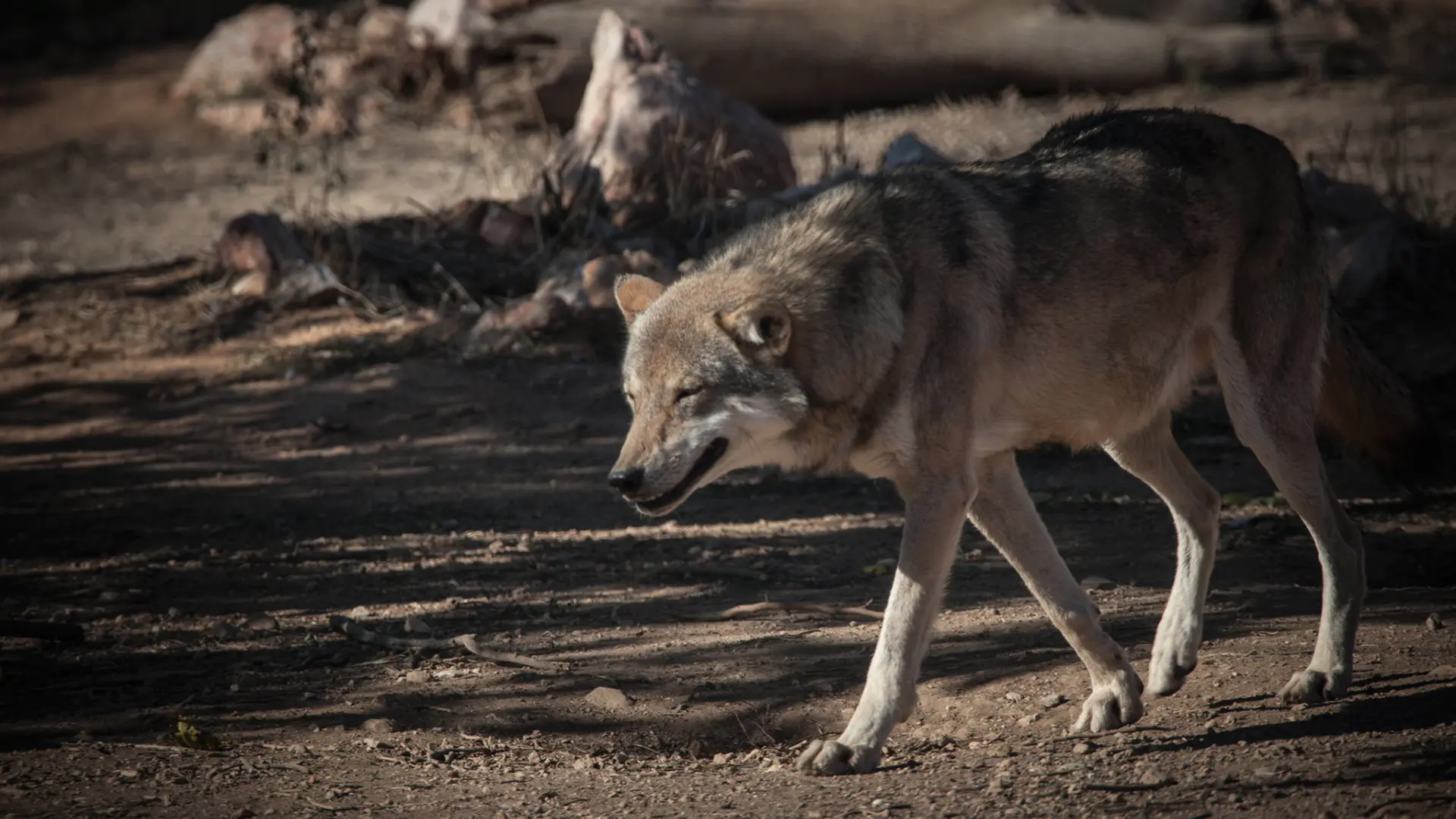 El primer híbrido de lobo y perro detectado en Grecia reaviva el debate sobre genética salvaje
