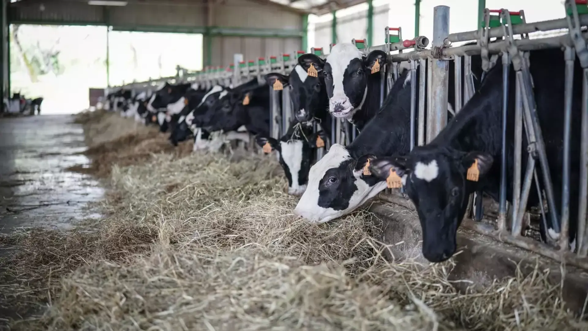 La vacunación contra la DNC que afectará a más de 90.000 vacas se retrasa hasta este jueves por una incidencia en el transporte